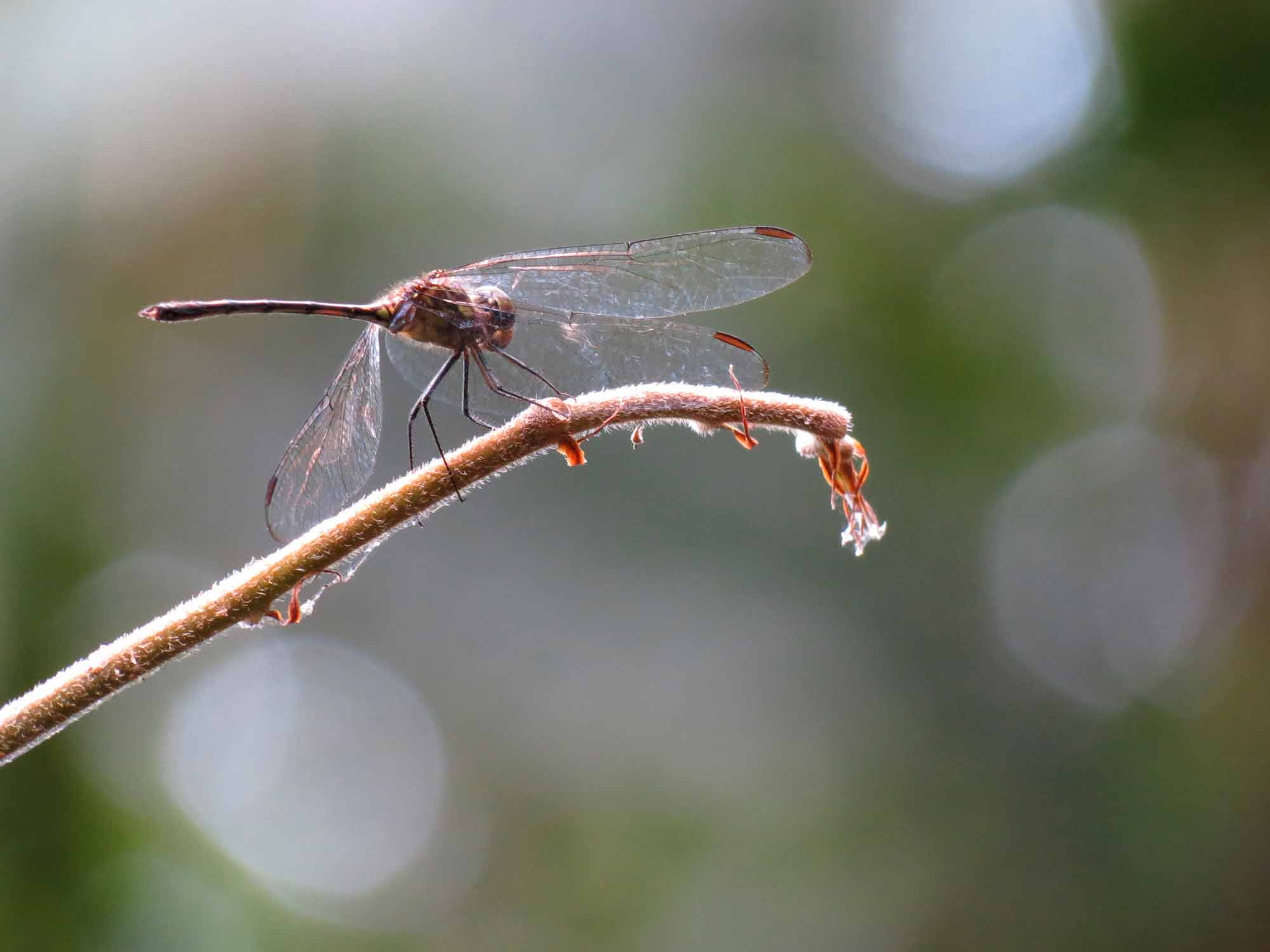 selective focus, animal, Canon PowerShot SX40 HS, nature, focus, photography, Gamboa, branch, perching, Arthropoda, Panama, 1080P, dragonfly, Life on Earth, HD Wallpaper
