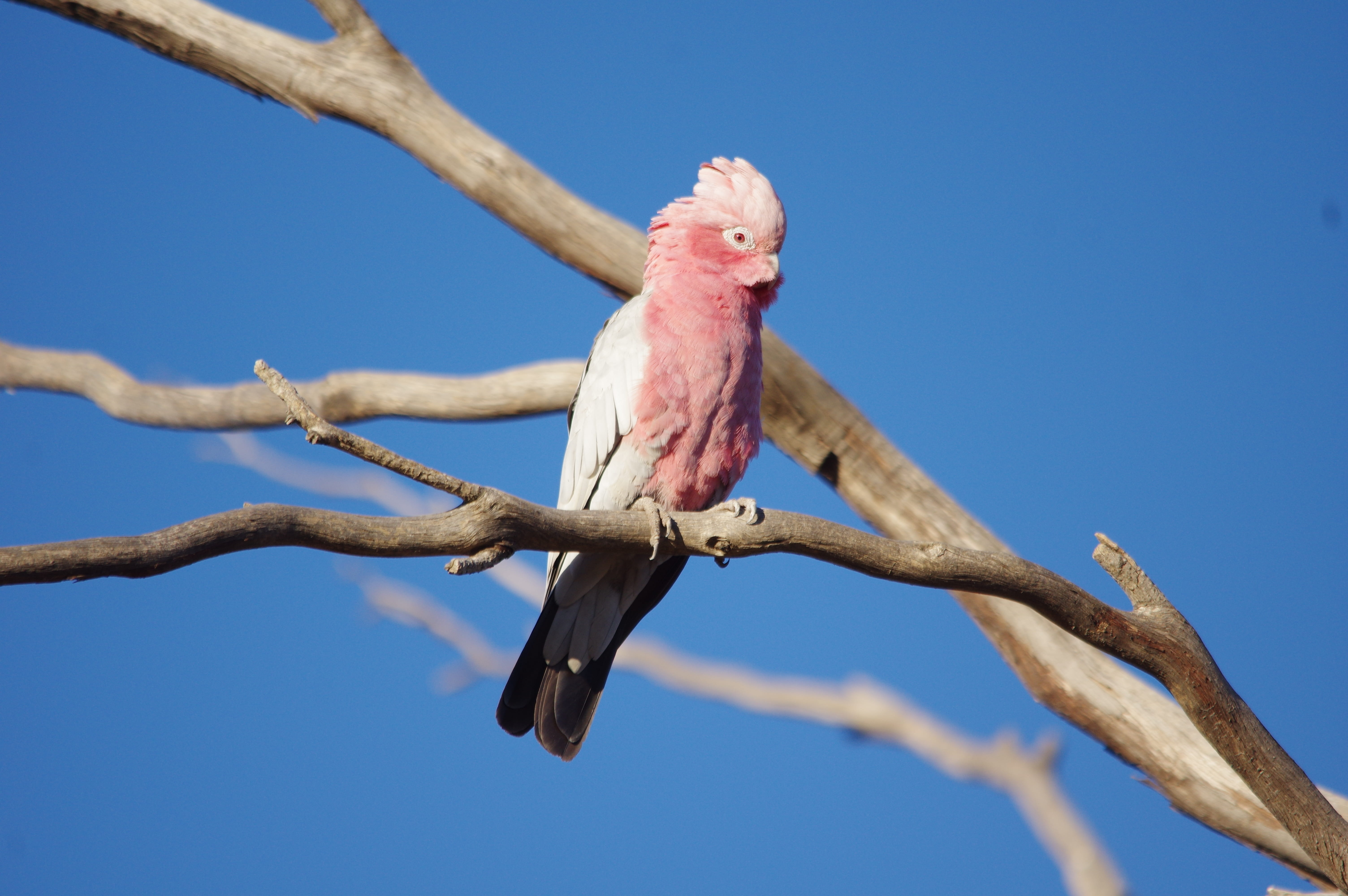 5K, nature, animal wildlife, outdoors, parrot, clear sky, perching, tree, australia, animals in the wild, galah, pink, sky, branch, plant, animal themes, HD Wallpaper