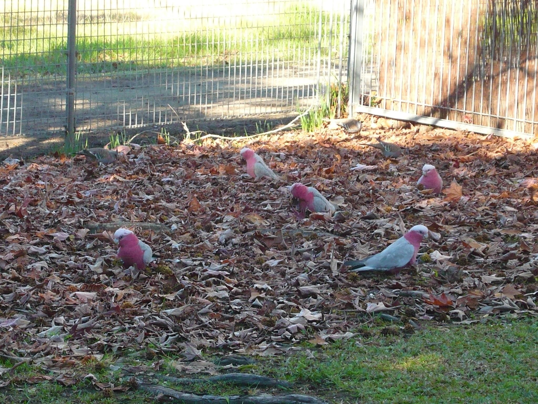 autumn, feeding, nature, 1080P, animals, leaves, trees, galahs, birds, HD Wallpaper