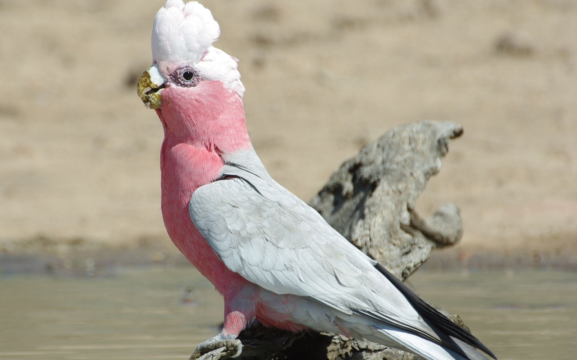 parrot, perching, animal wildlife, animals in the wild, 1080P, bird, animal themes, cockatoo, animal, Galah, Birds, vertebrate, nature, water, close-up, HD Wallpaper
