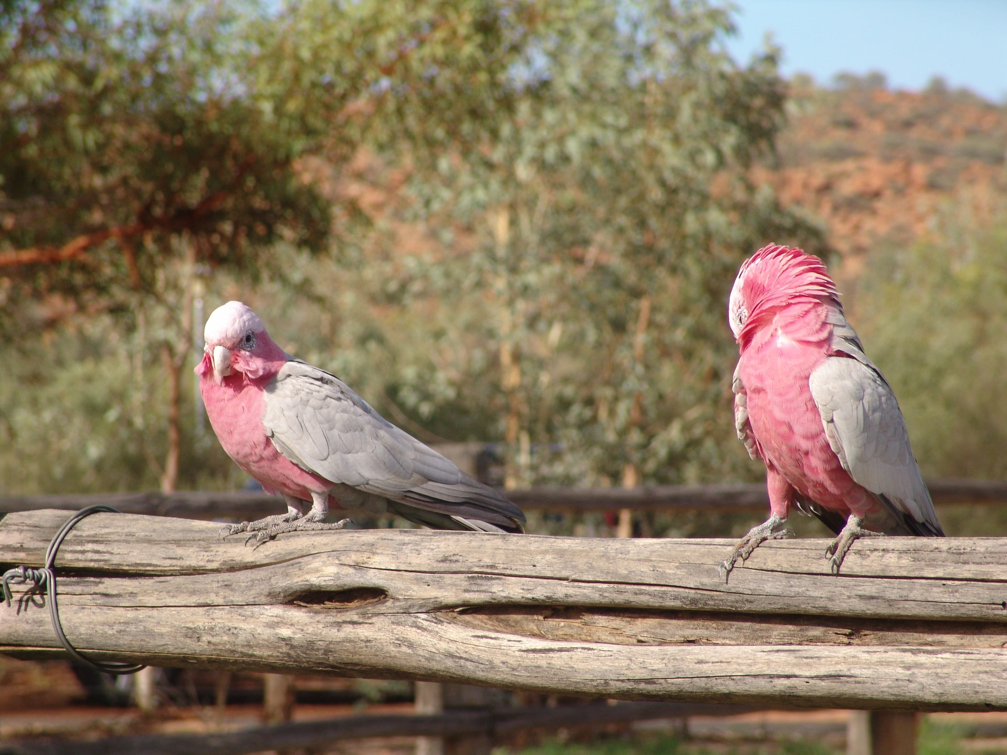 nature, Australia, animal themes, animals in the wild, pink color, no people, Galah, animal wildlife, parrot, vertebrate, group of animals, perching, day, HD Wallpaper