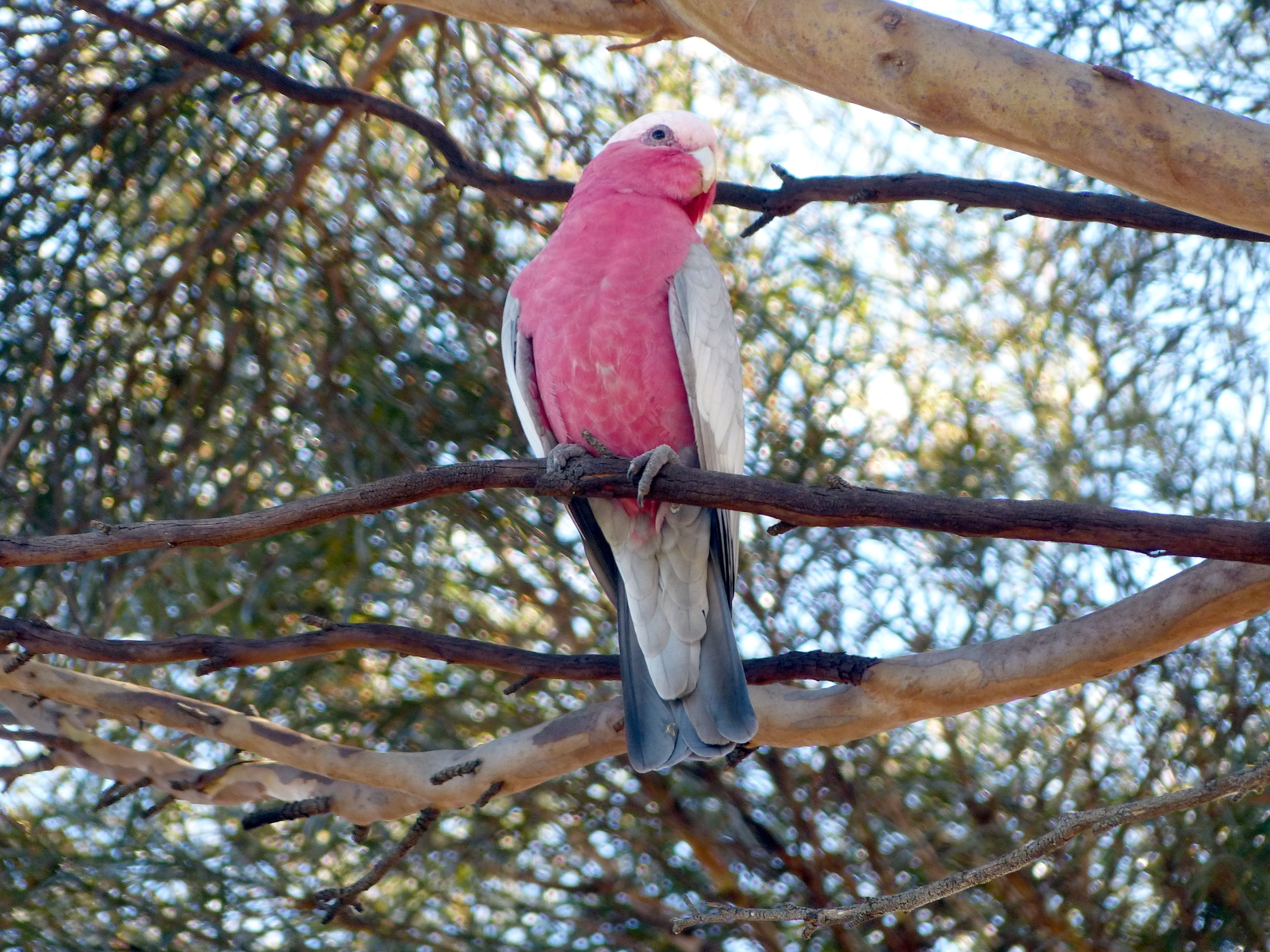 beauty in nature, animal wildlife, vertebrate, animal themes, nature, parrot, branch, animal, tree, zoology, day, bird, rose-breasted, 4K, low angle view, HD Wallpaper
