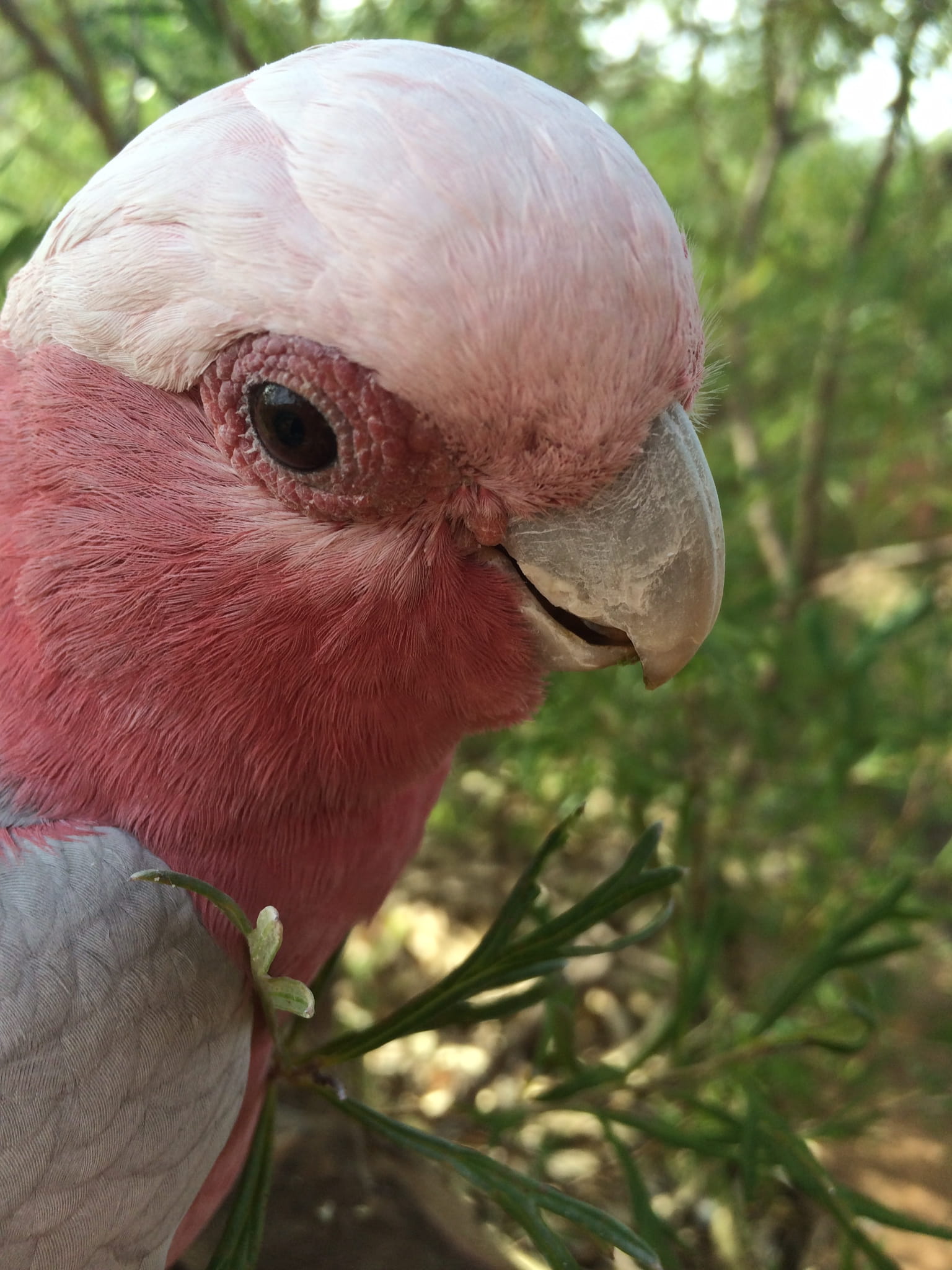 eolophus roseicapilla, animal themes, mobile, pink, pet, profile view, animal eye, bird, outdoors, no people, animal, day, close-up, rose-breasted cockatoo, Phone HD Wallpaper