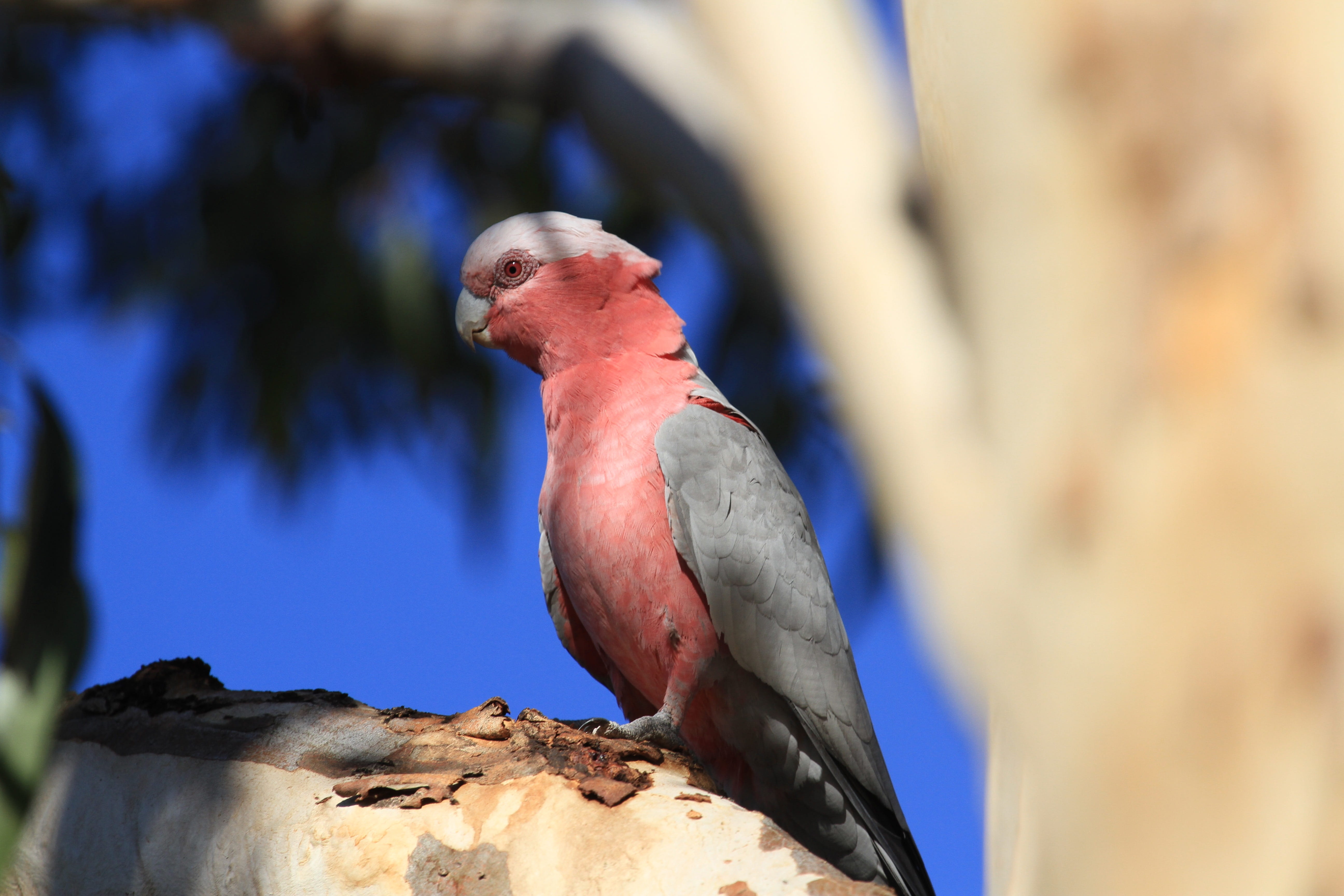 rock, outdoors, parrot, australia, close-up, day, focus on foreground, vertebrate, wildlife, fauna, 5K, no people, selective focus, birdlife, crest, grey, HD Wallpaper