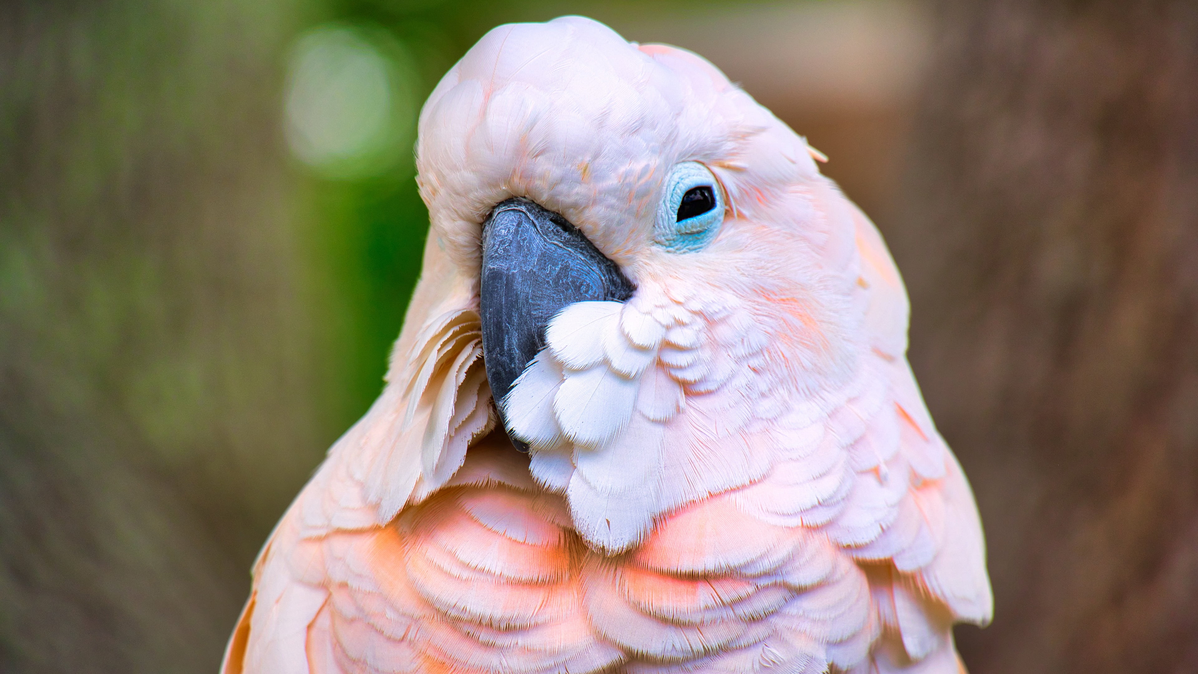 pink, bokeh, parrot, portrait, bird, look, 4K, background, cockatoo, HD Wallpaper