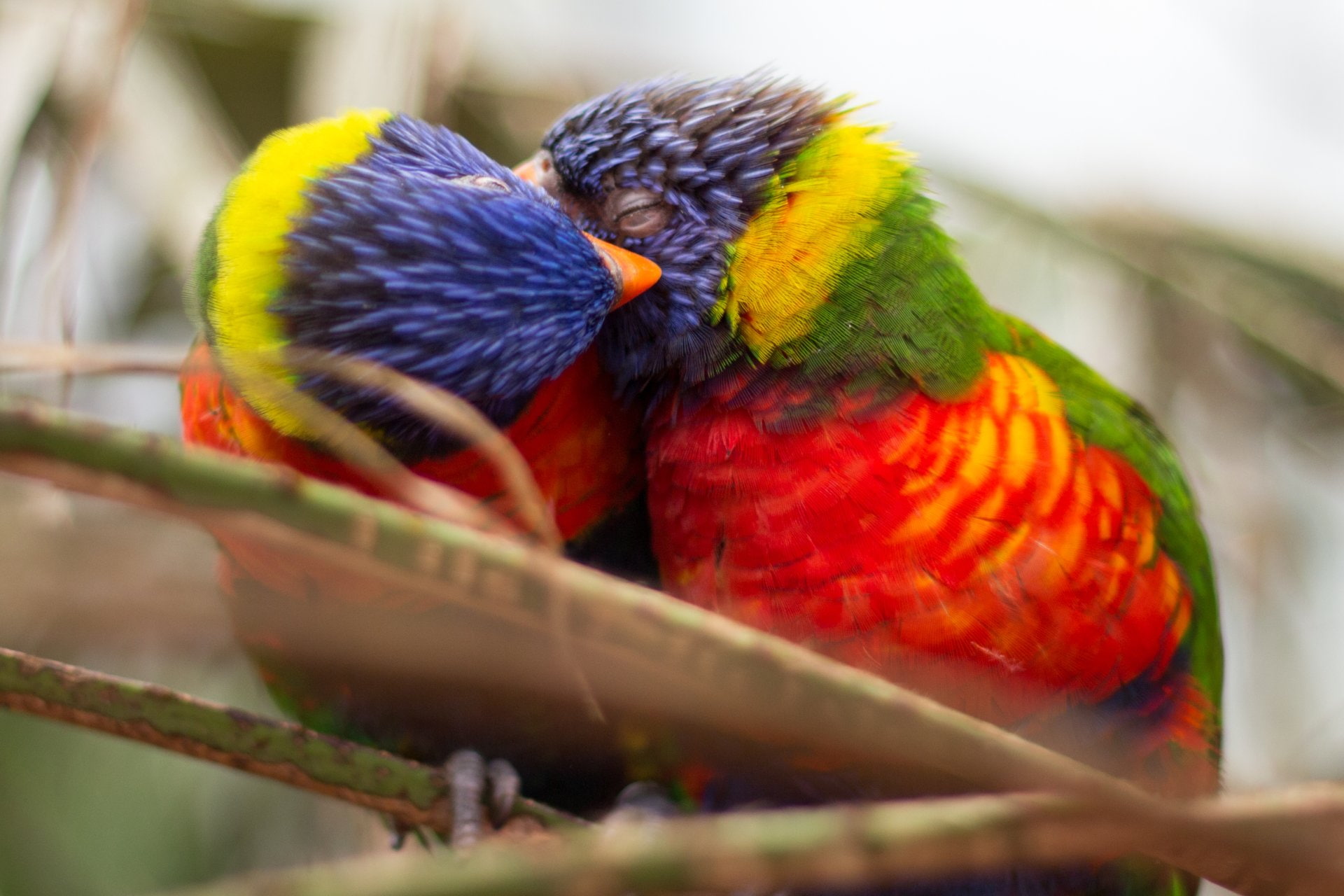 Birds, two animals, vertebrate, animal wildlife, Bokeh, group of animals, animals in the wild, 1080P, red, close-up, day, no people, Bird, outdoors, perching, HD Wallpaper