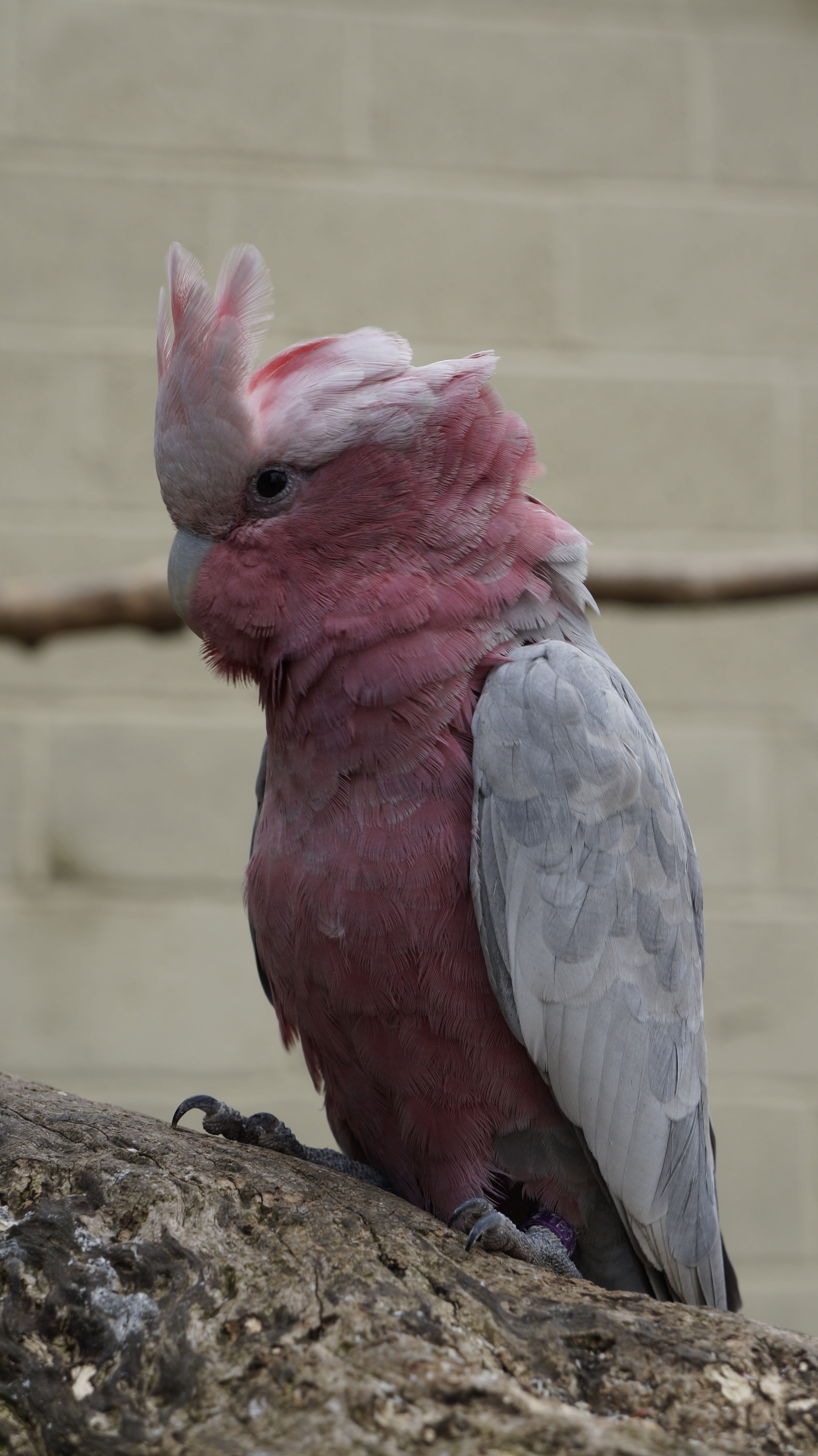 parrot, animal wildlife, 5K, outdoors, no people, beak, nature, day, animals in captivity, full length, bird, perching, cockatoo, zoology, pink color, Phone HD Wallpaper