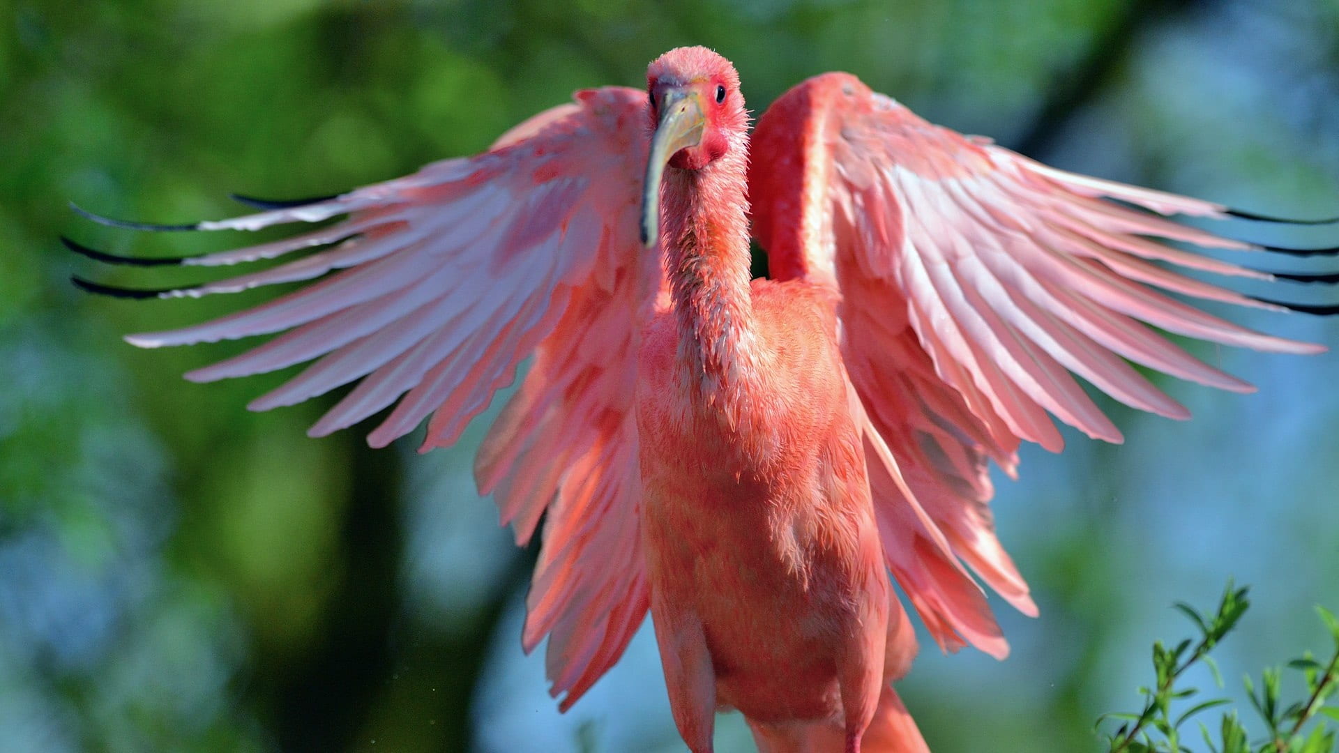flamingo, animal wing, nature, animal wildlife, wildlife photography, animal body part, close-up, outdoors, animal themes, pelikan, one animal, pink color, HD Wallpaper