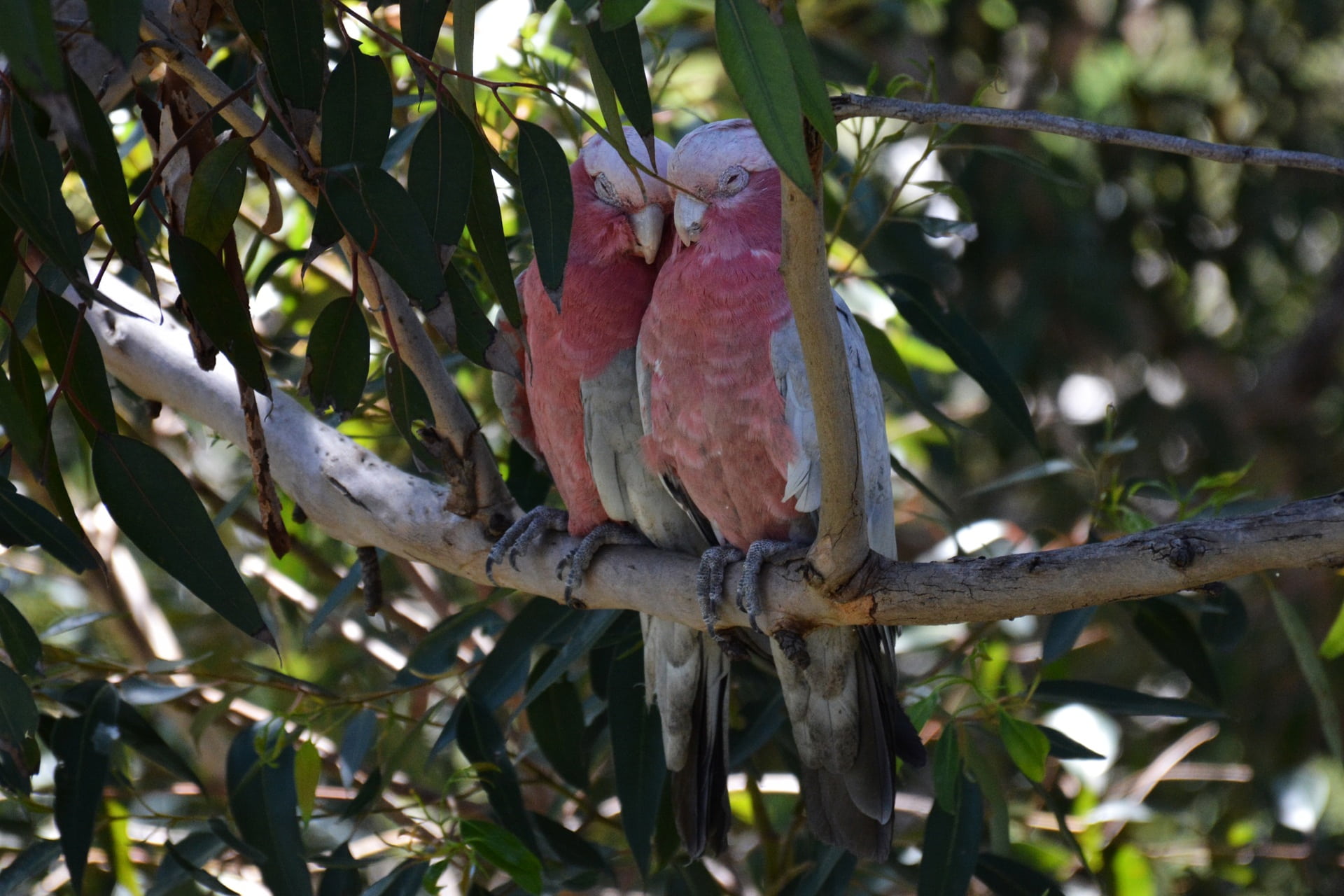 focus on foreground, lovers, plant part, pink, leaf, one animal, brown, two, animal, no people, 1080P, animals in the wild, tree, day, feather, vertebrate, HD Wallpaper