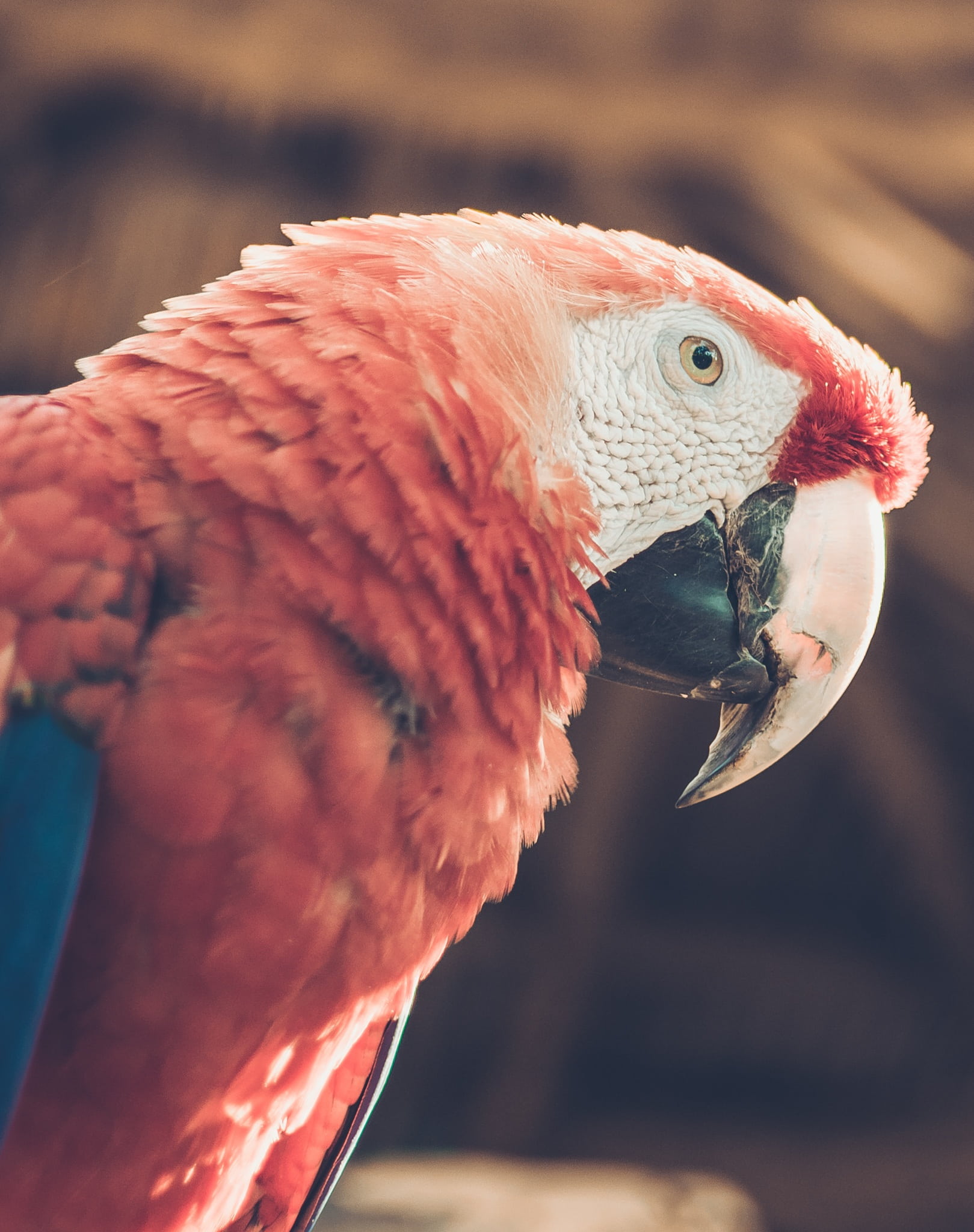 cockatoo, tropical bird, macaw, beak, side view, bird, guara, animals in the wild, one animal, profile view, focus on foreground, animal wildlife, no people, Phone HD Wallpaper