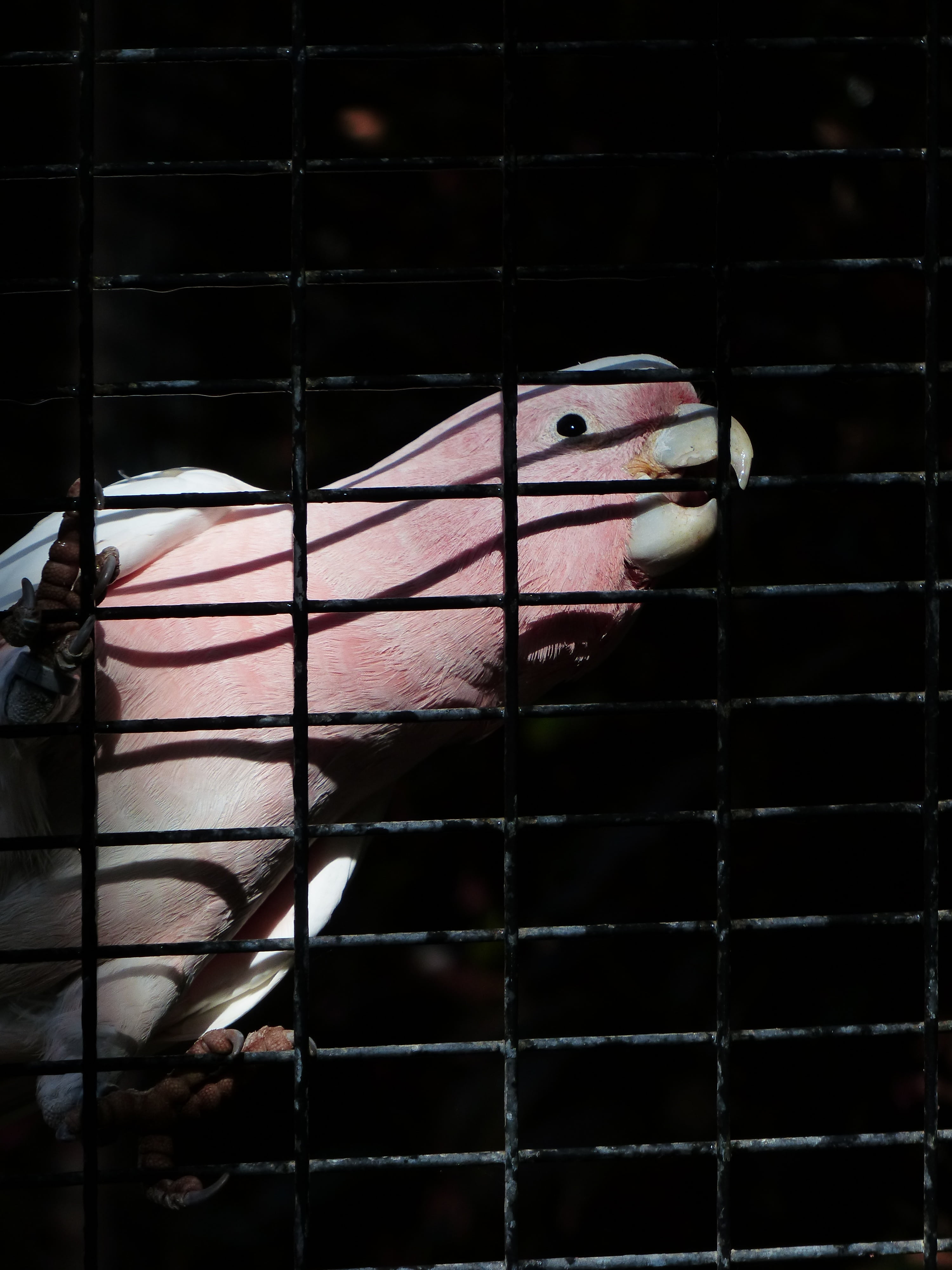 mammal, cage, inca kakadu, one animal, animal body part, pink, 4K, beak, animal head, vertebrate, domestic, birdcage, day, livestock, cockatoo, parrot, Phone HD Wallpaper