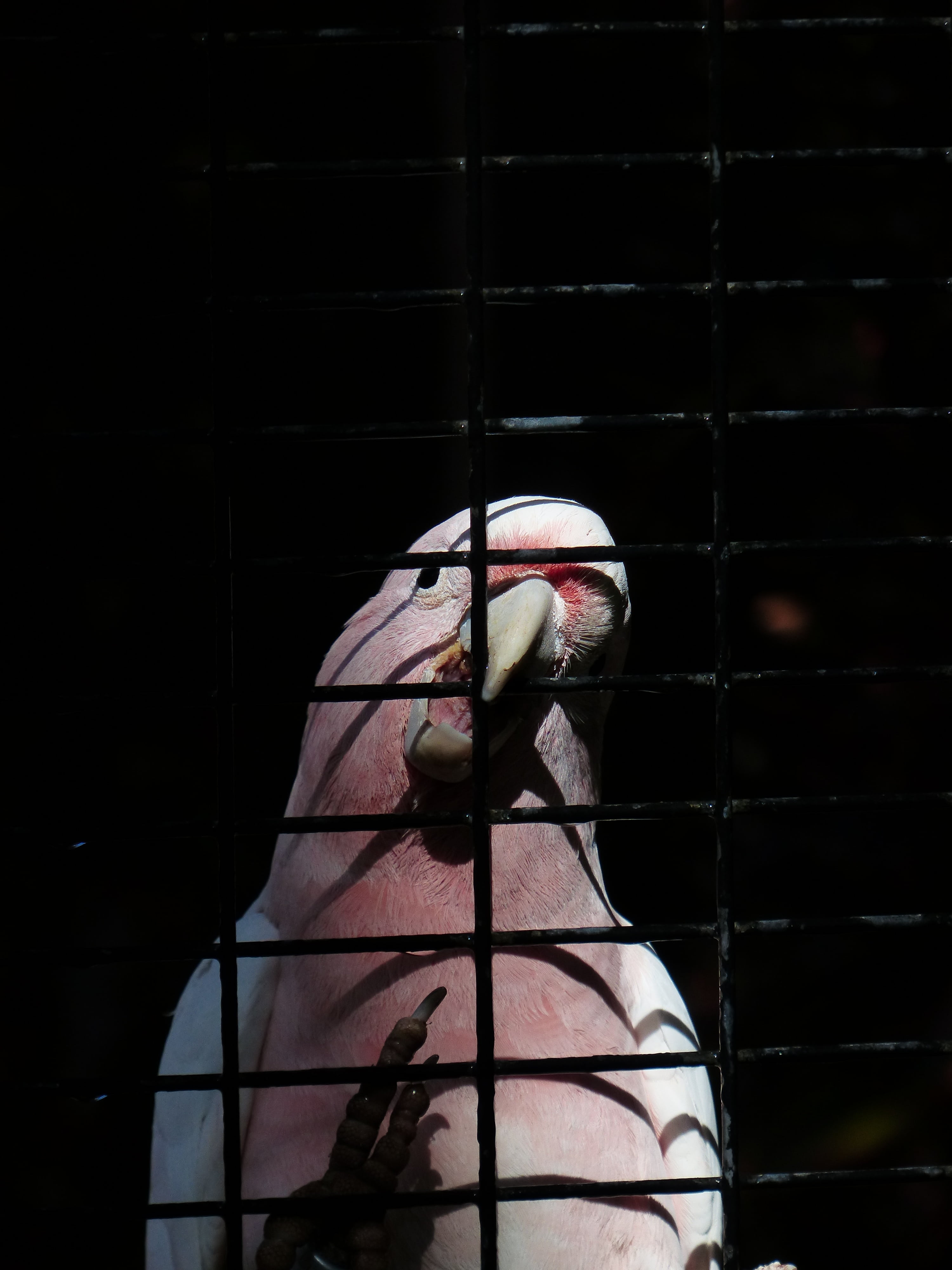 human face, bird, captivity, adult, front view, grid, bill, cockatoo, standing, cage, bite open, headshot, real people, pink, day, lifestyles, sunlight, Phone HD Wallpaper