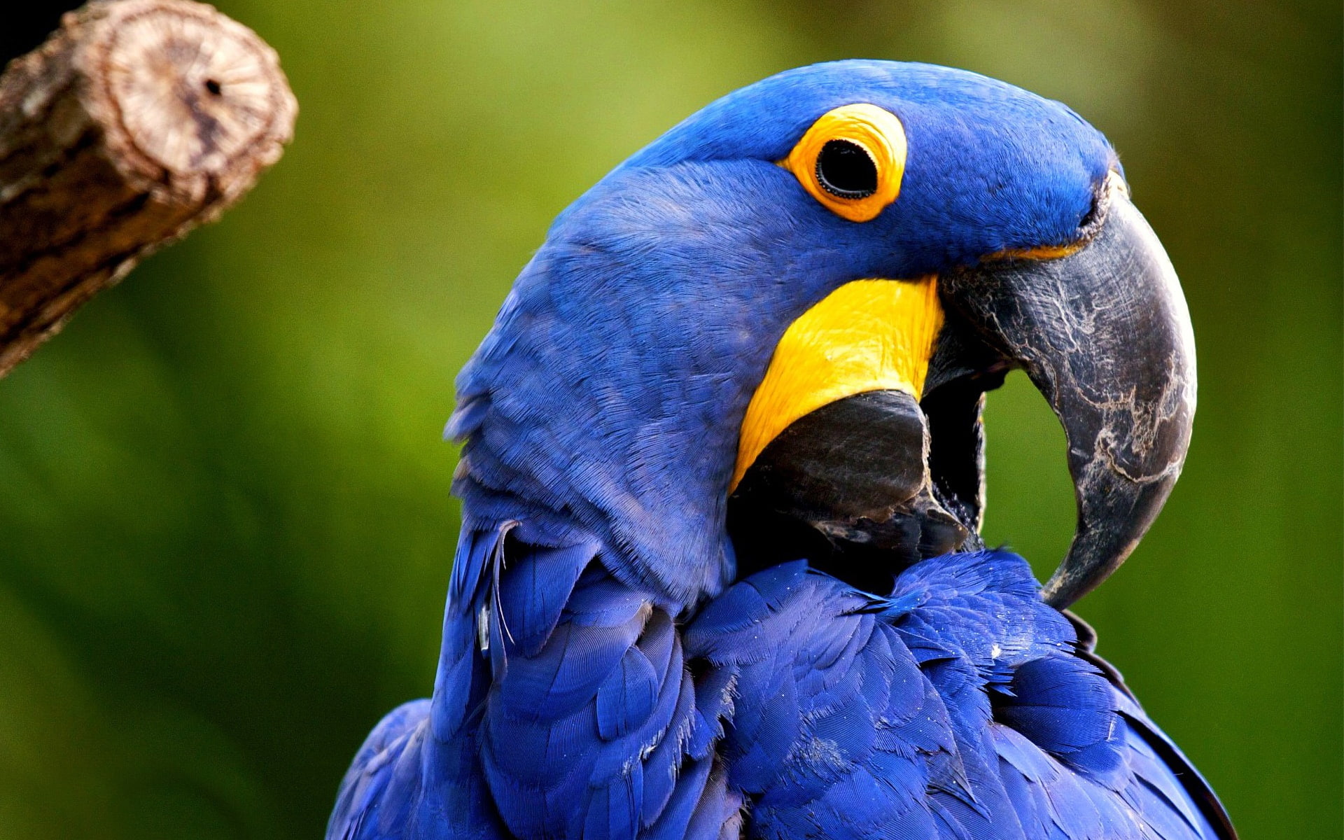 Macaw, 1080P, Bird, Blue, HD Wallpaper