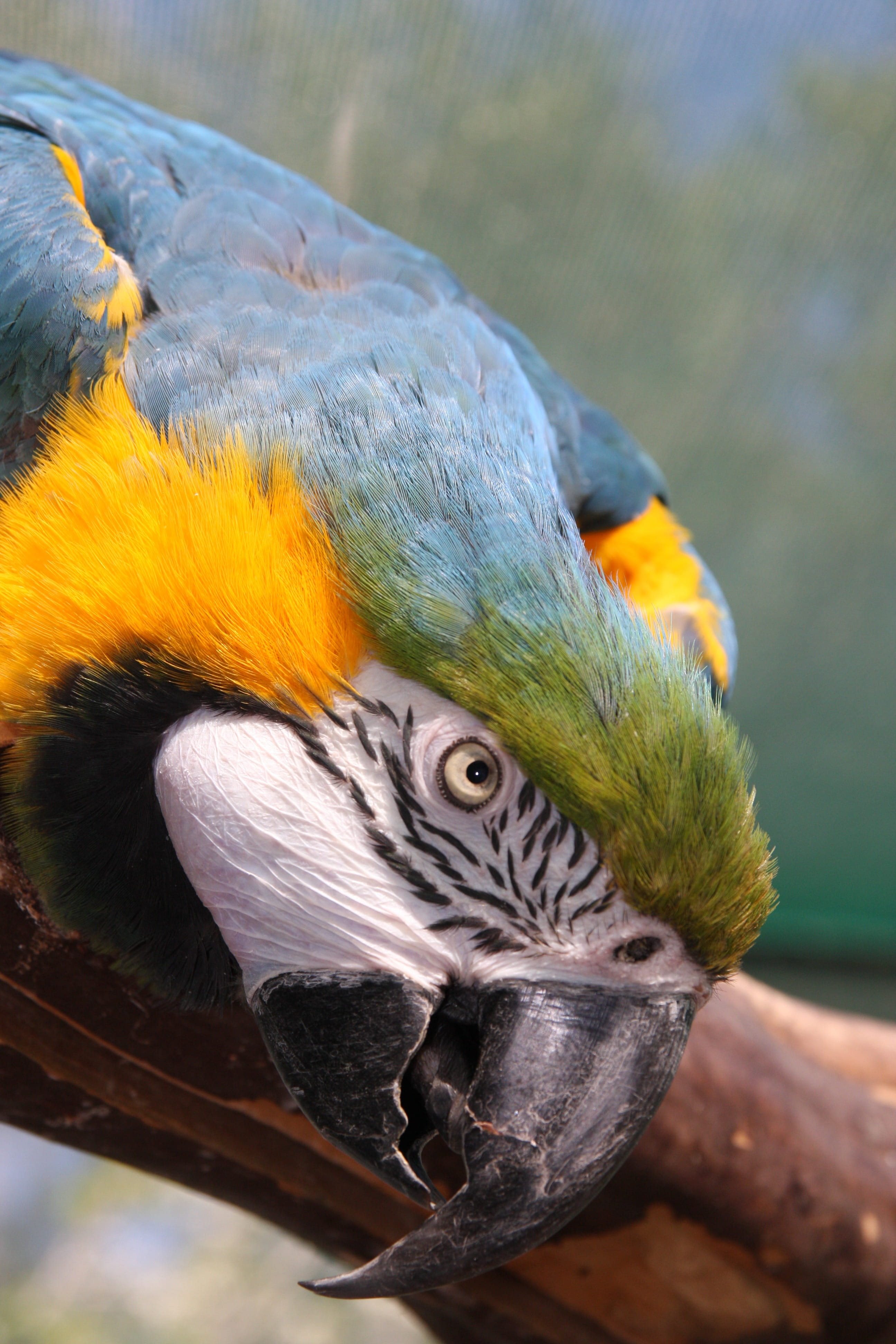 african parrot, beak, nature, day, yellow macaw, one animal, head, plumage, vertebrate, 4K, no people, parrot cariamarillo, animal wildlife, animal body part, Phone HD Wallpaper