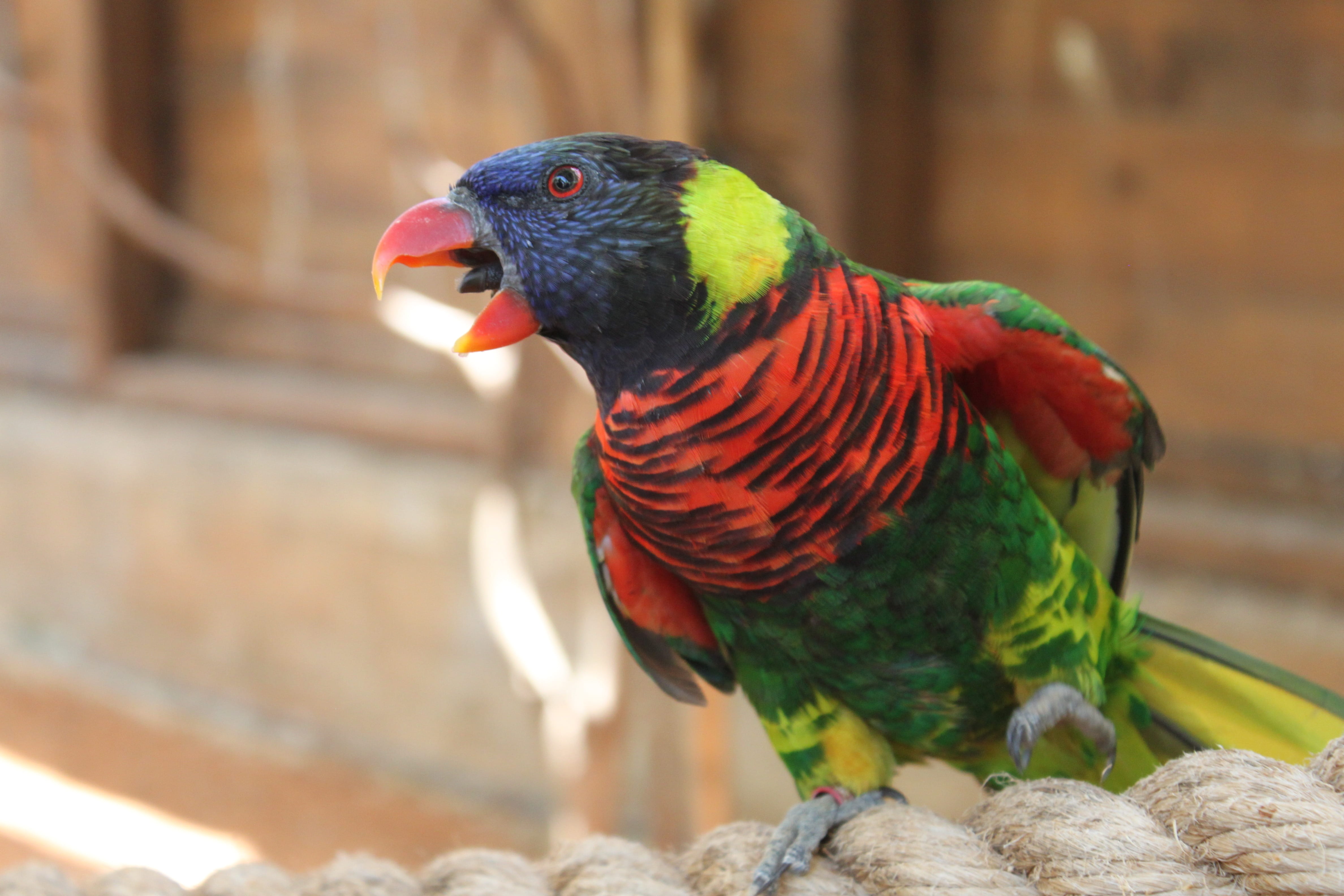 arara, nature, no people, red, focus on foreground, flapping, rainbow lorikeet, flying, close-up, wing, solid, african parrot, parrot cariamarillo, Bird, HD Wallpaper