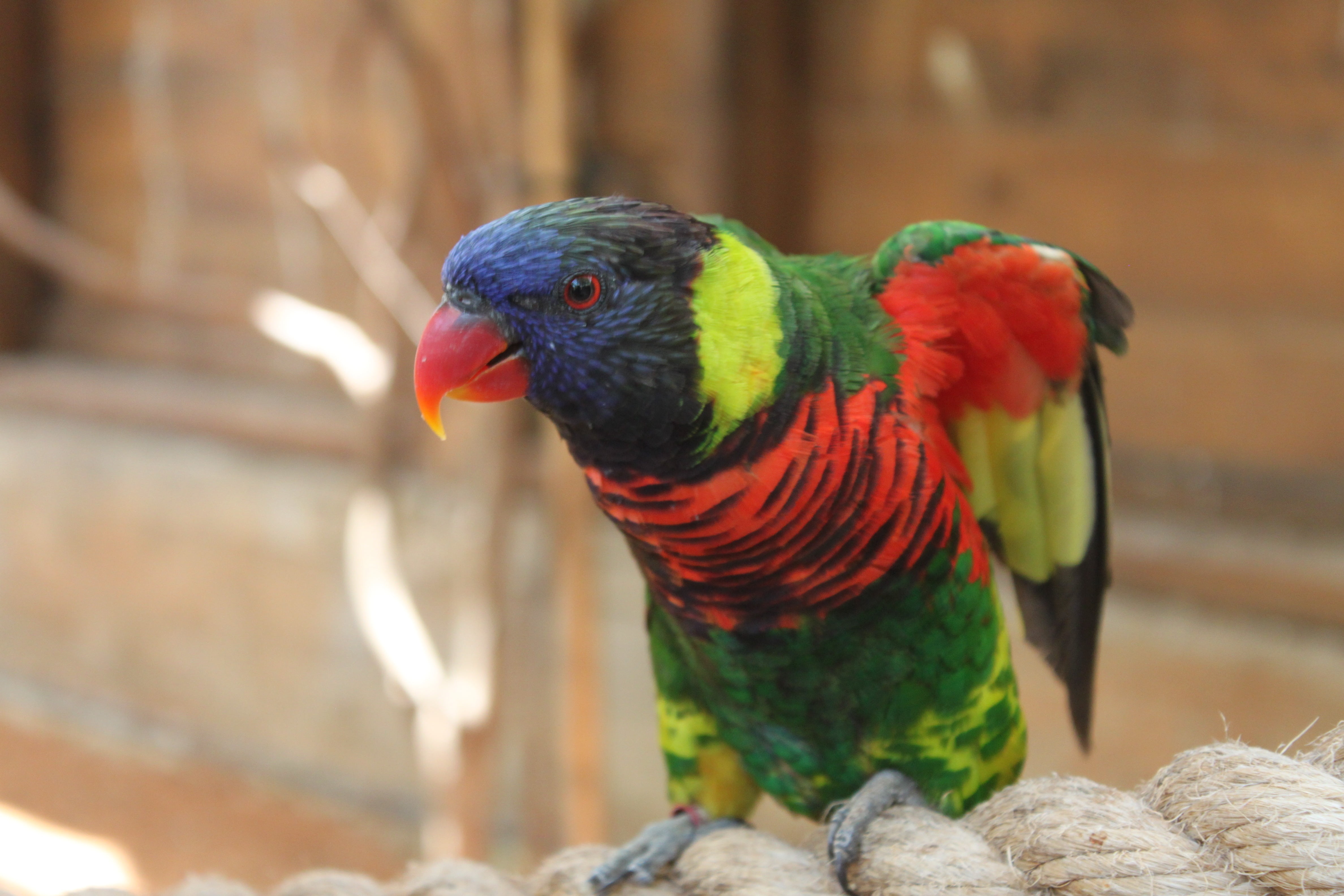 multi colored, animal wildlife, wing, no people, wildlife, birds, beak, animal, flapping, day, animal themes, rock - object, nature, head, parrot cariamarillo, HD Wallpaper