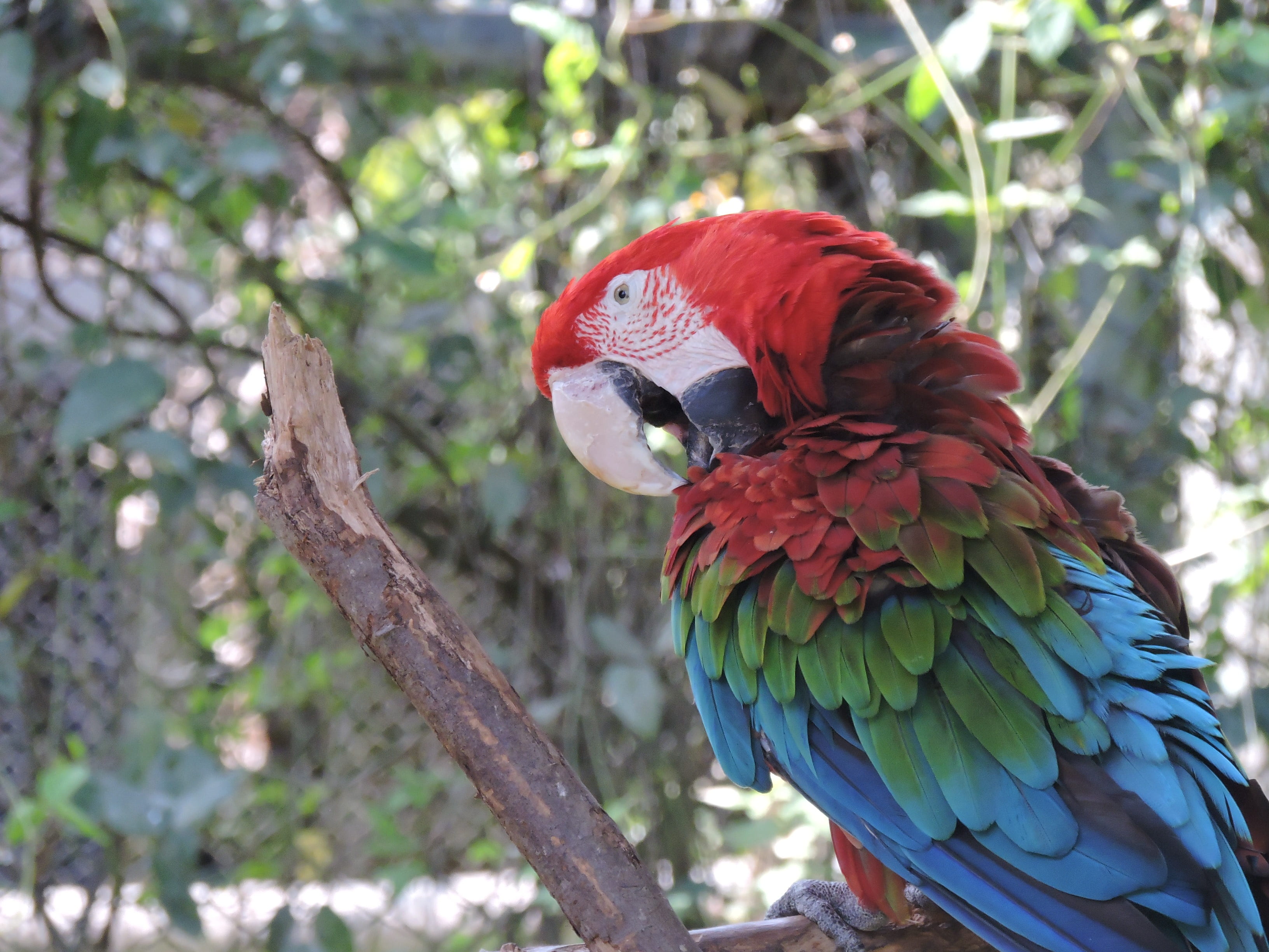 native, animal themes, no people, day, cotorro, gucamaya, animals, nature, plant, animal, red front, perching, color, feathers, colorful, animals in the wild, HD Wallpaper