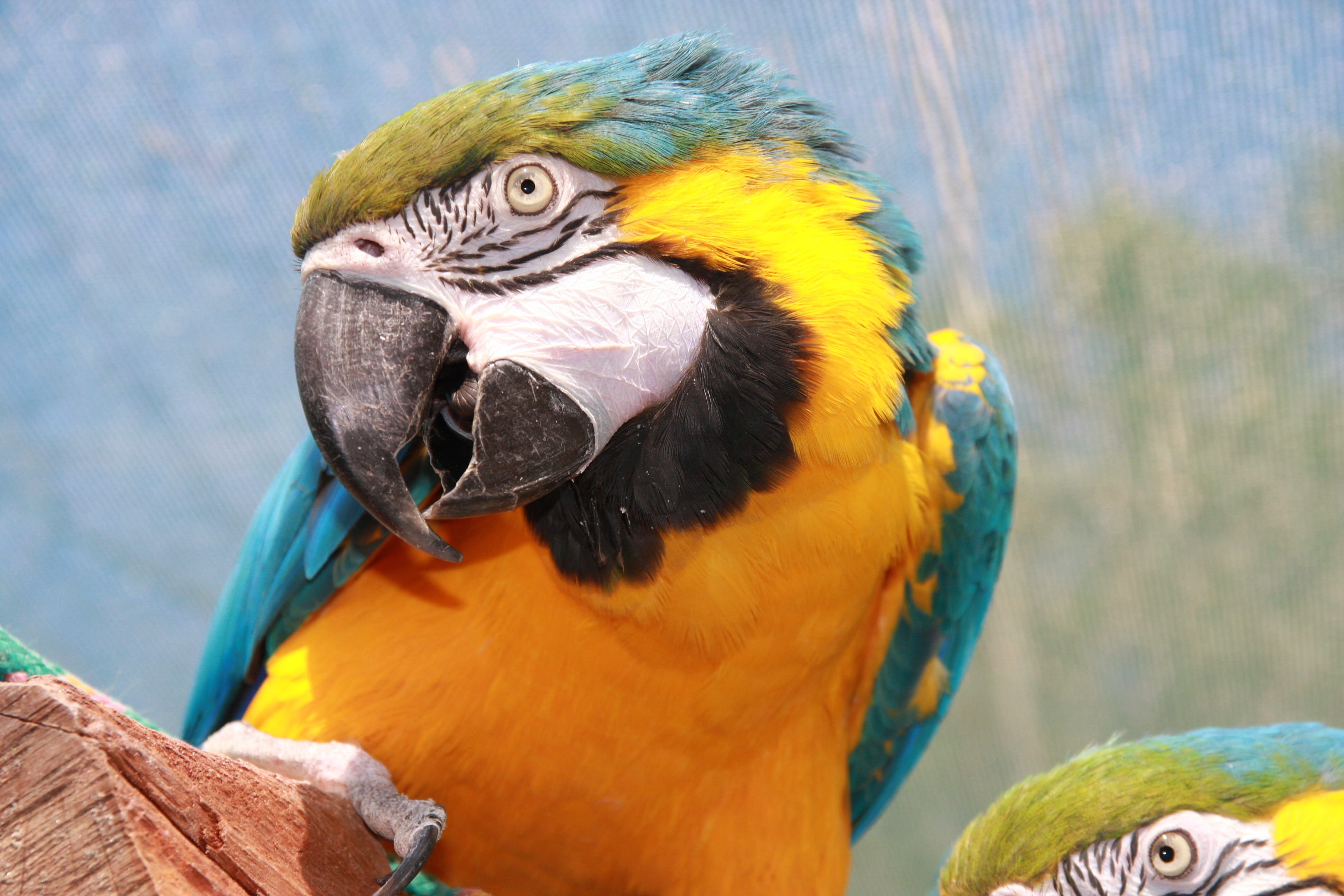 animal themes, animal head, colorful, macaw, animal body part, plumage, day, parrot cariamarillo, close-up, animal, Parrot, exotic, head, no people, vertebrate, HD Wallpaper
