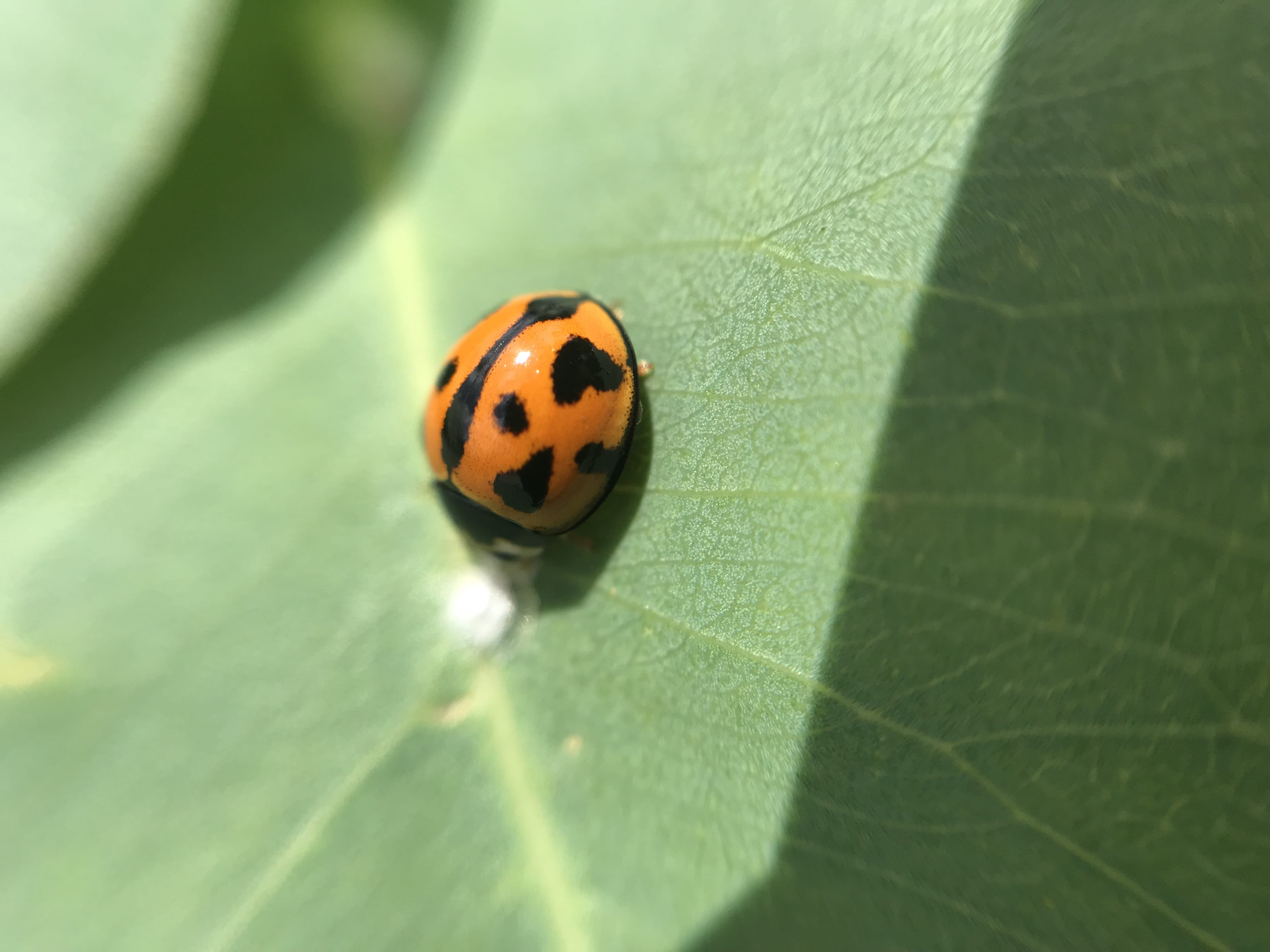 animal, plant, spotted, ladybug, bella vista, close-up, nature, insect, no people, orange, animals in the wild, australia, animal themes, plant part, beetle, HD Wallpaper
