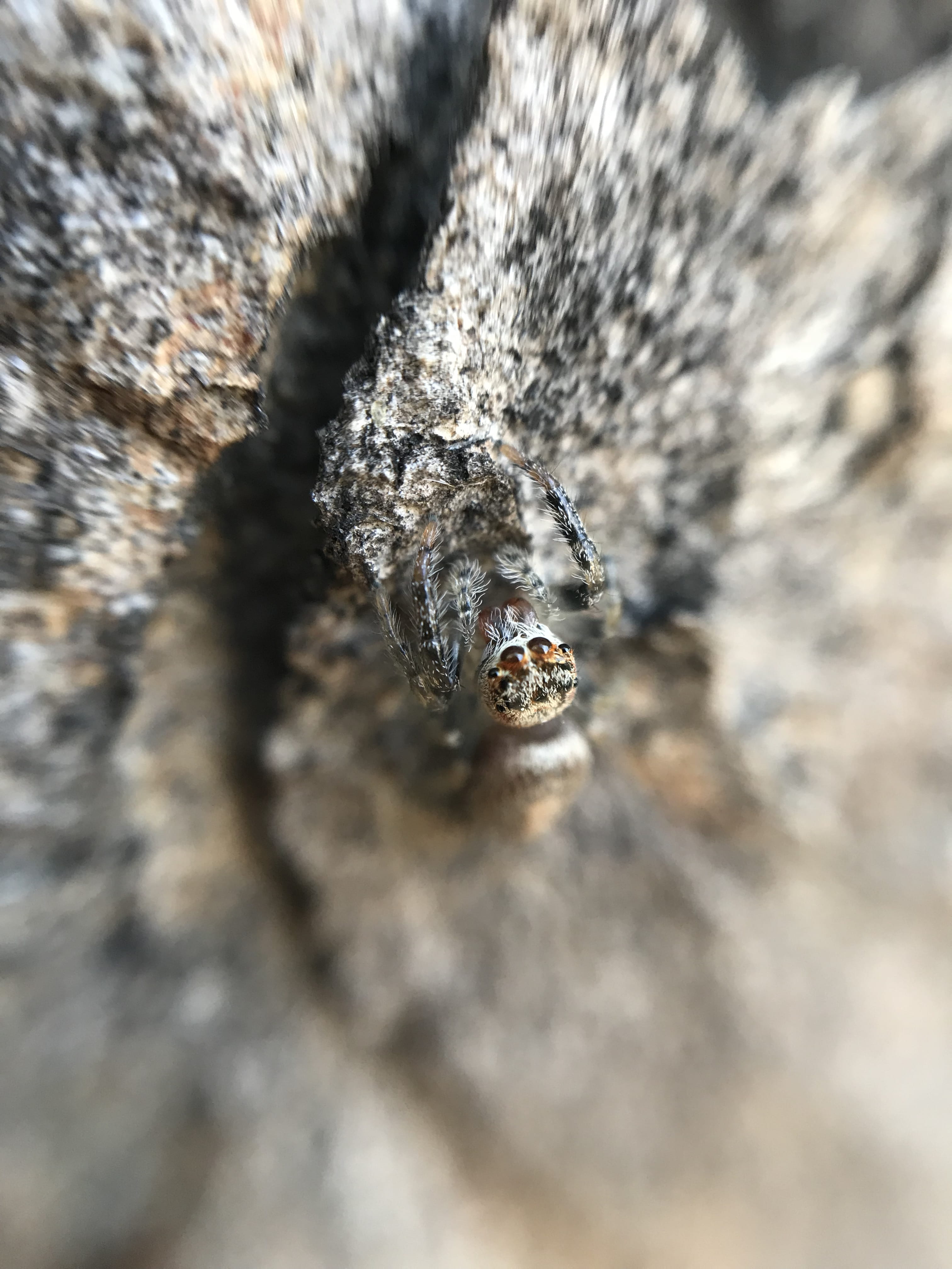 textured, rock, vertebrate, jumping spider, climbing, animal themes, mammal, australia, bella vista, one animal, spider, outdoors, animal body part, close-up, Phone HD Wallpaper