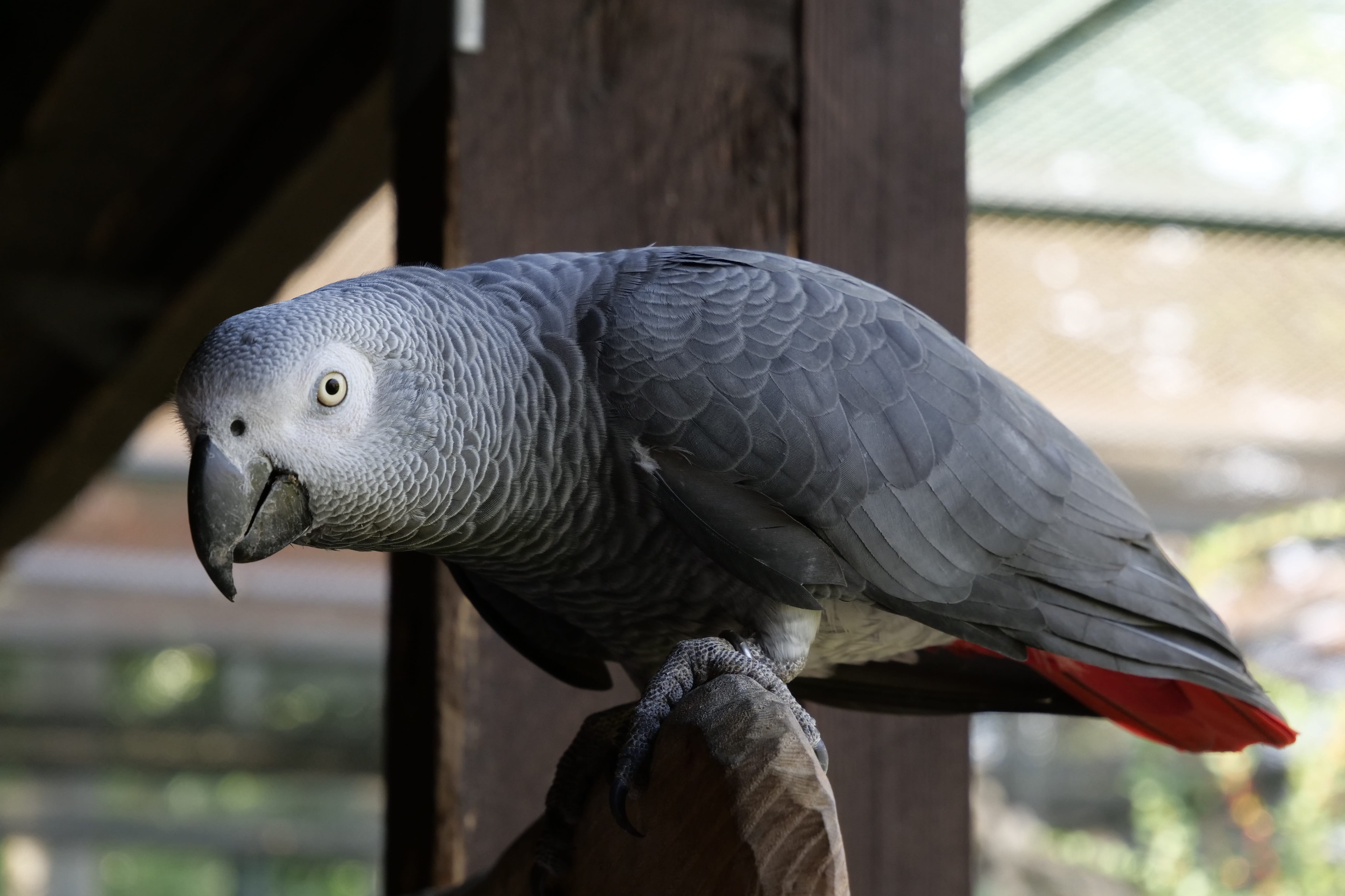 perching, exotic bird, animal themes, gray, vertebrate, focus on foreground, animal wildlife, zoo, animal body part, nature, animal eye, day, one animal, HD Wallpaper