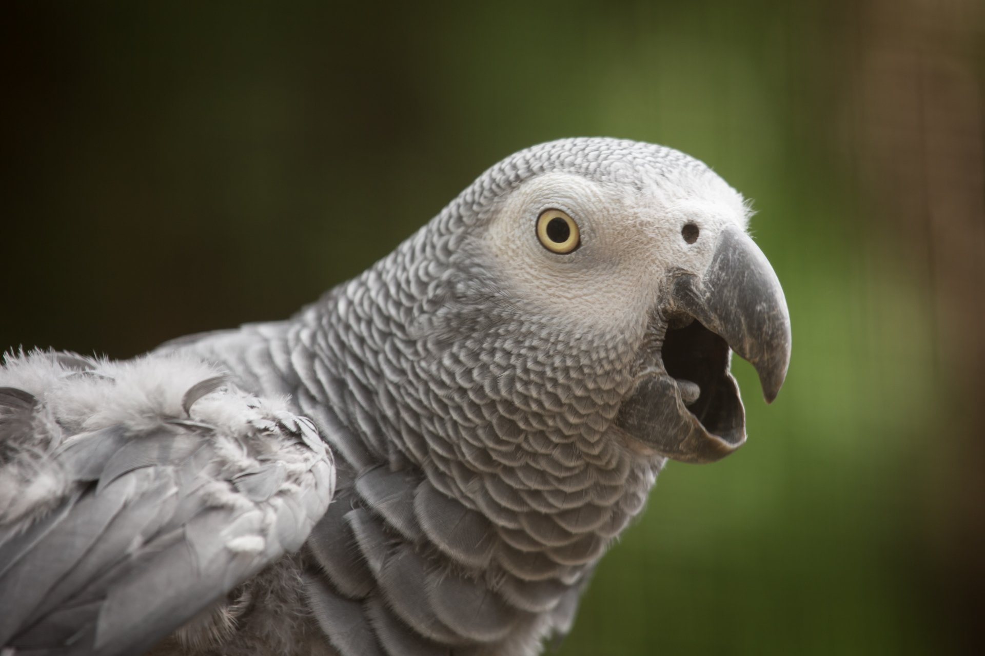 Parrot, African Grey Parrot, African Parrot, 1080P, Birds, Bird, HD Wallpaper