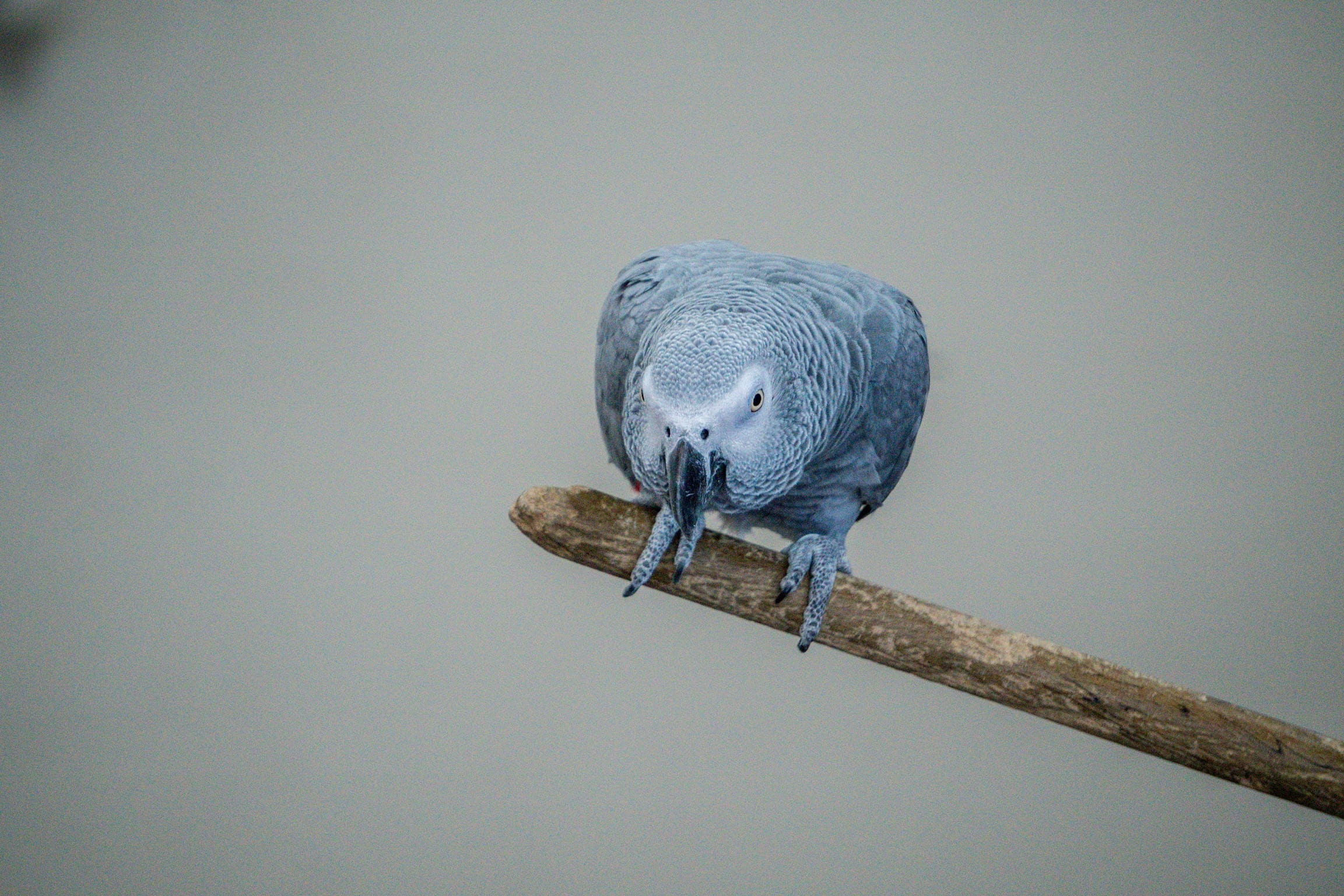 zoo, close-up, perching, gray, animal, no people, outdoors, one animal, branch, beak, wood - material, animal themes, full length, bird, perched, 1080P, HD Wallpaper