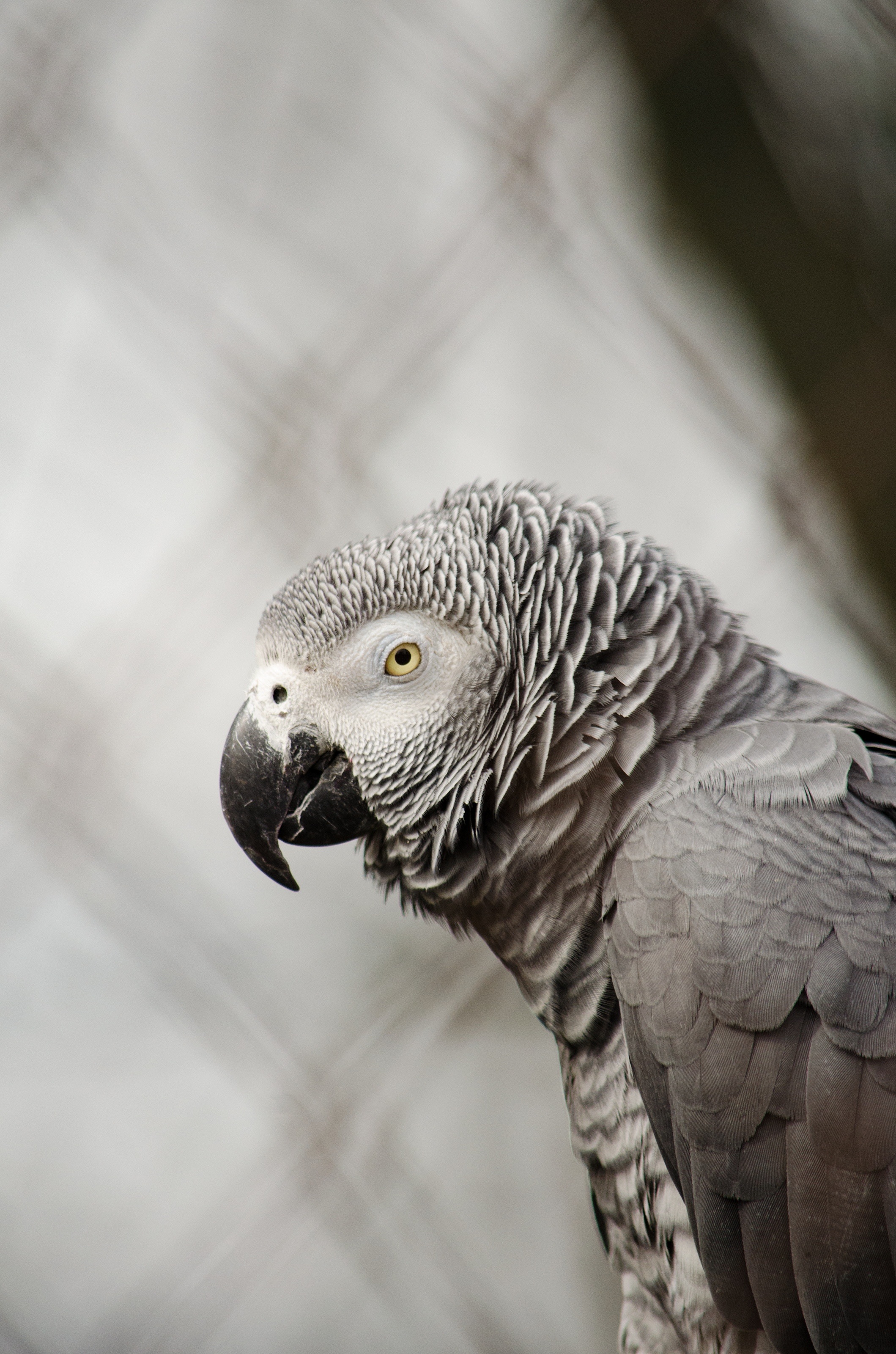 bird of prey, african grey parrot, one animal, vertebrate, parakeet, animals in the wild, side view, animal head, parrot, beak, focus on foreground, close-up, Phone HD Wallpaper
