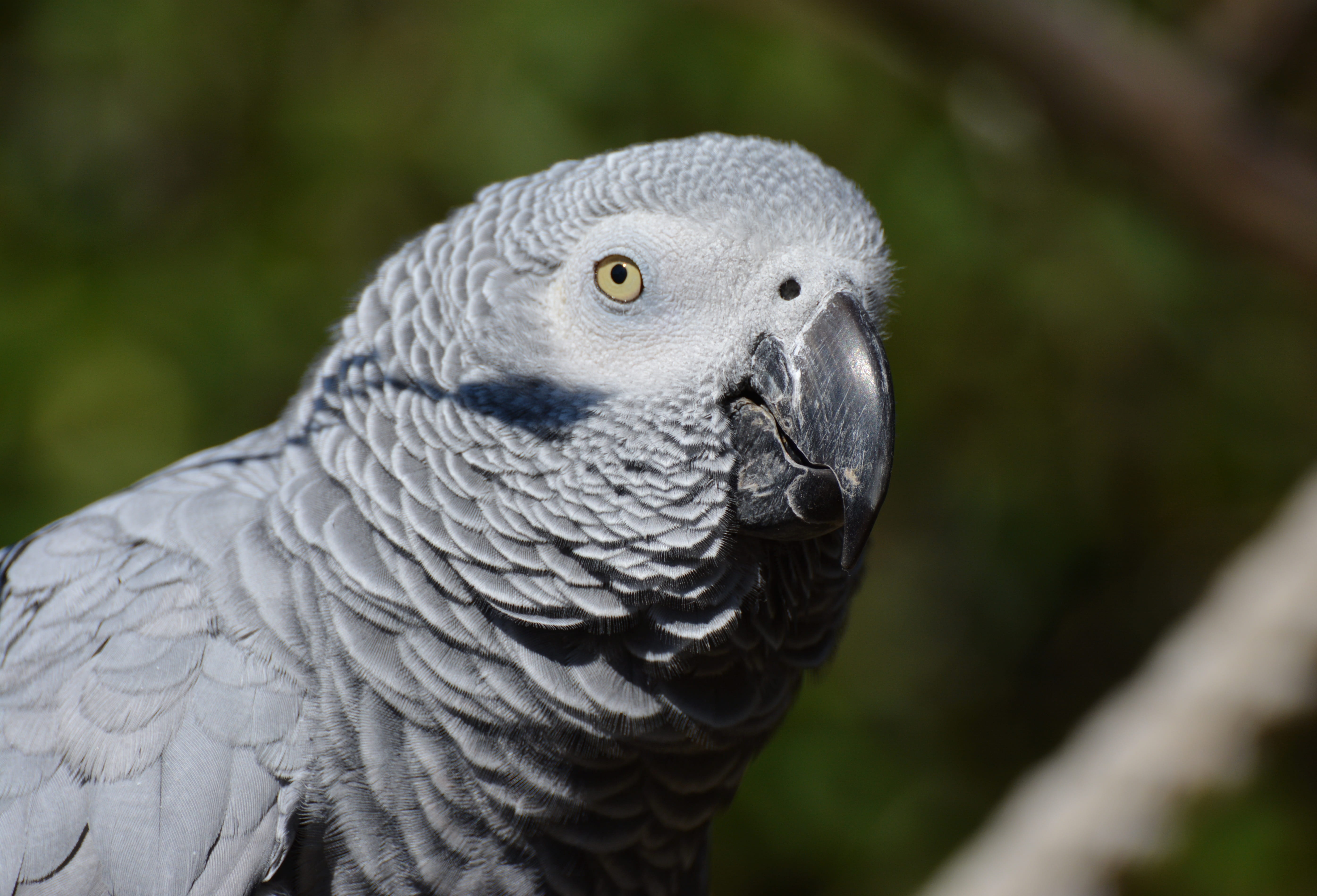 animal head, animal, outdoors, animal photography, close, psittacus erithacus, close-up, nature, day, feather, animal eye, animal body part, animal themes, HD Wallpaper