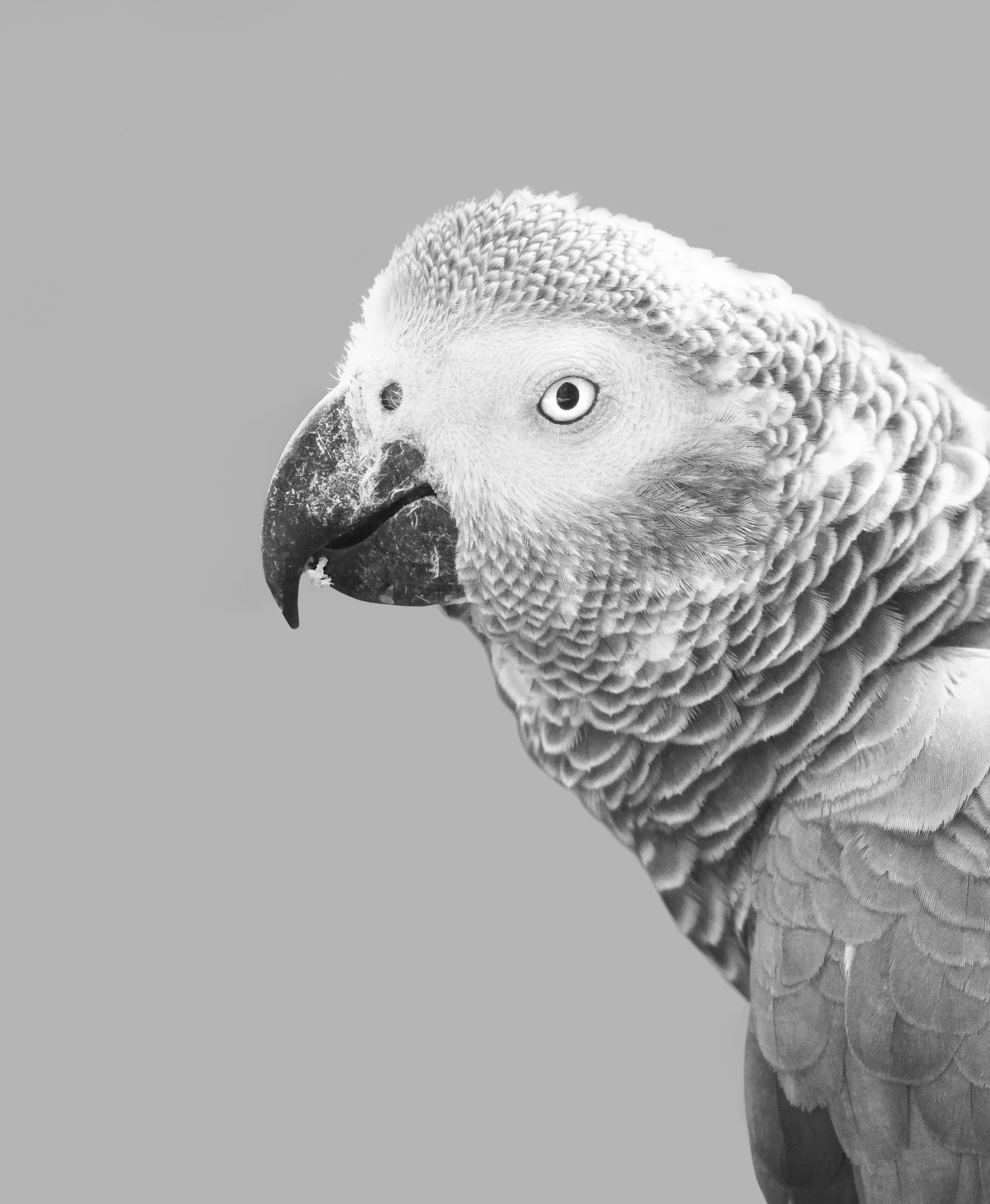 african grey, gray, tropical, studio shot, bird, 2K, african grey parrot, wild, beak, pet, exotic, no people, feathers, cut out, animal eye, white, close-up, Phone HD Wallpaper