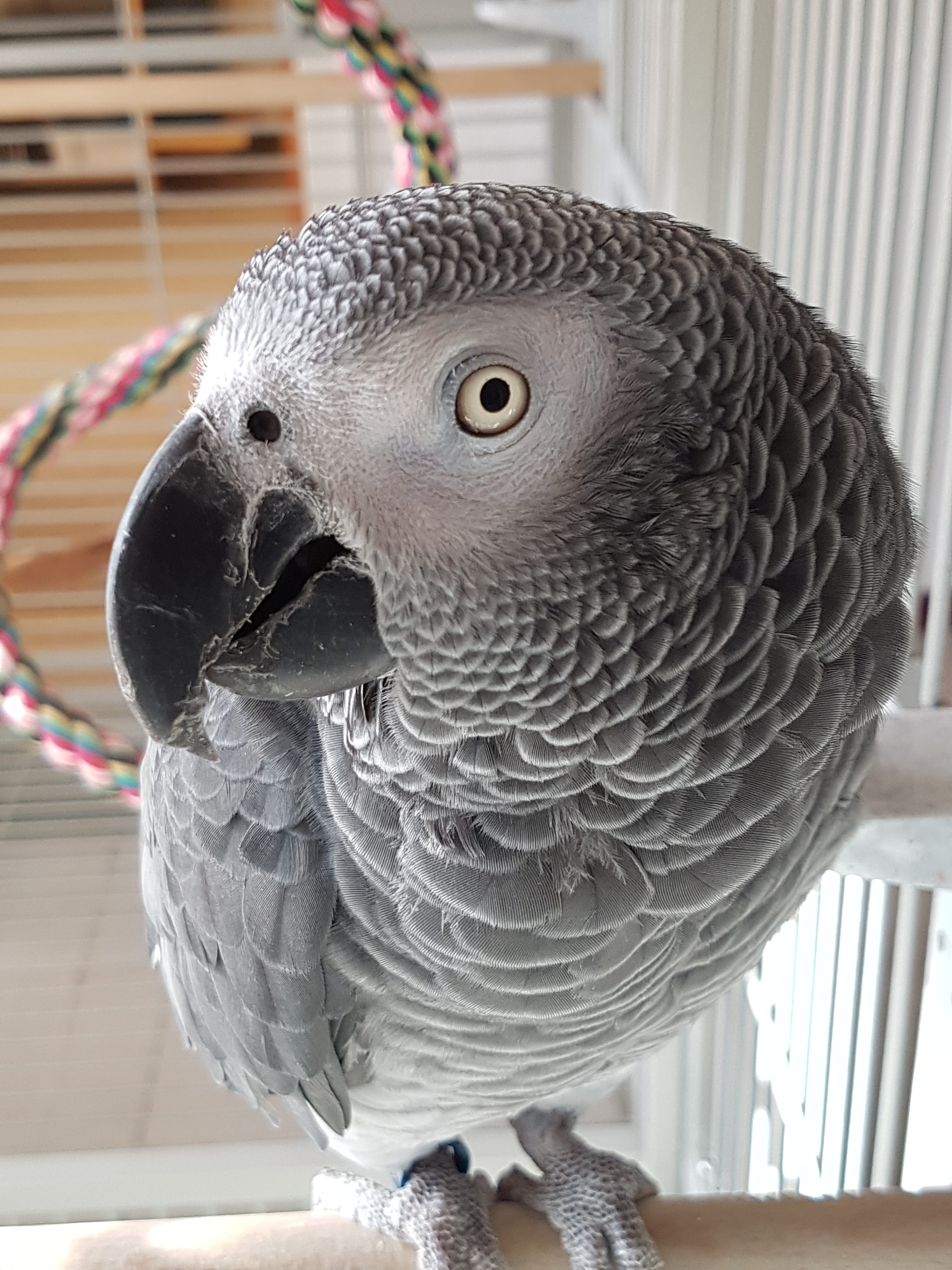 friend, animal, african grey parrot, eye, gray, parrot, vertebrate, feather, bird, pet, no people, bill, view, bird of prey, plumage, close-up, animal wildlife, Phone HD Wallpaper