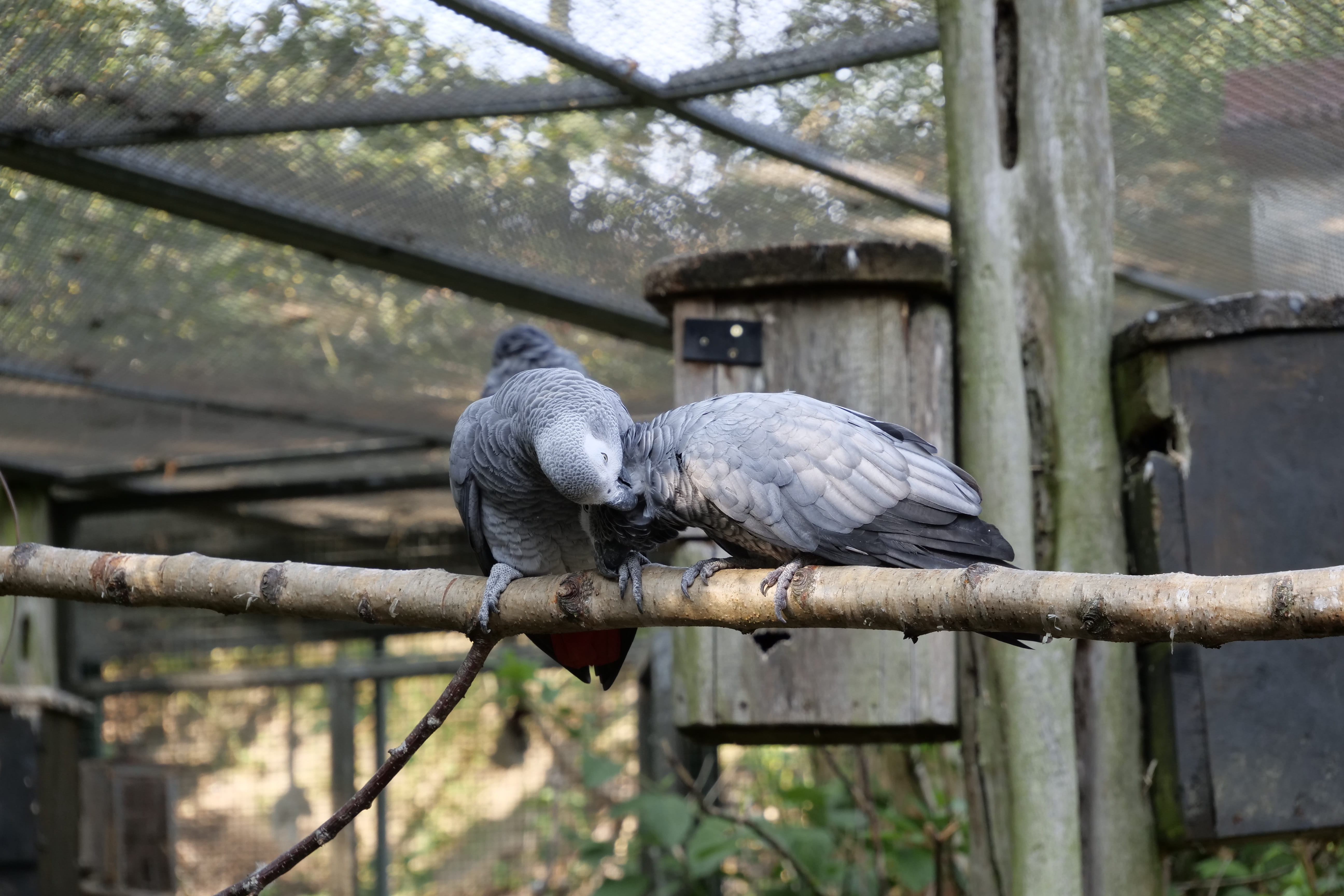 nature, day, metal, outdoors, branch, one animal, animals, couple, tree, grey, exotic, animal wildlife, zoology, vertebrate, bird park marlow, 5K, parrot, HD Wallpaper