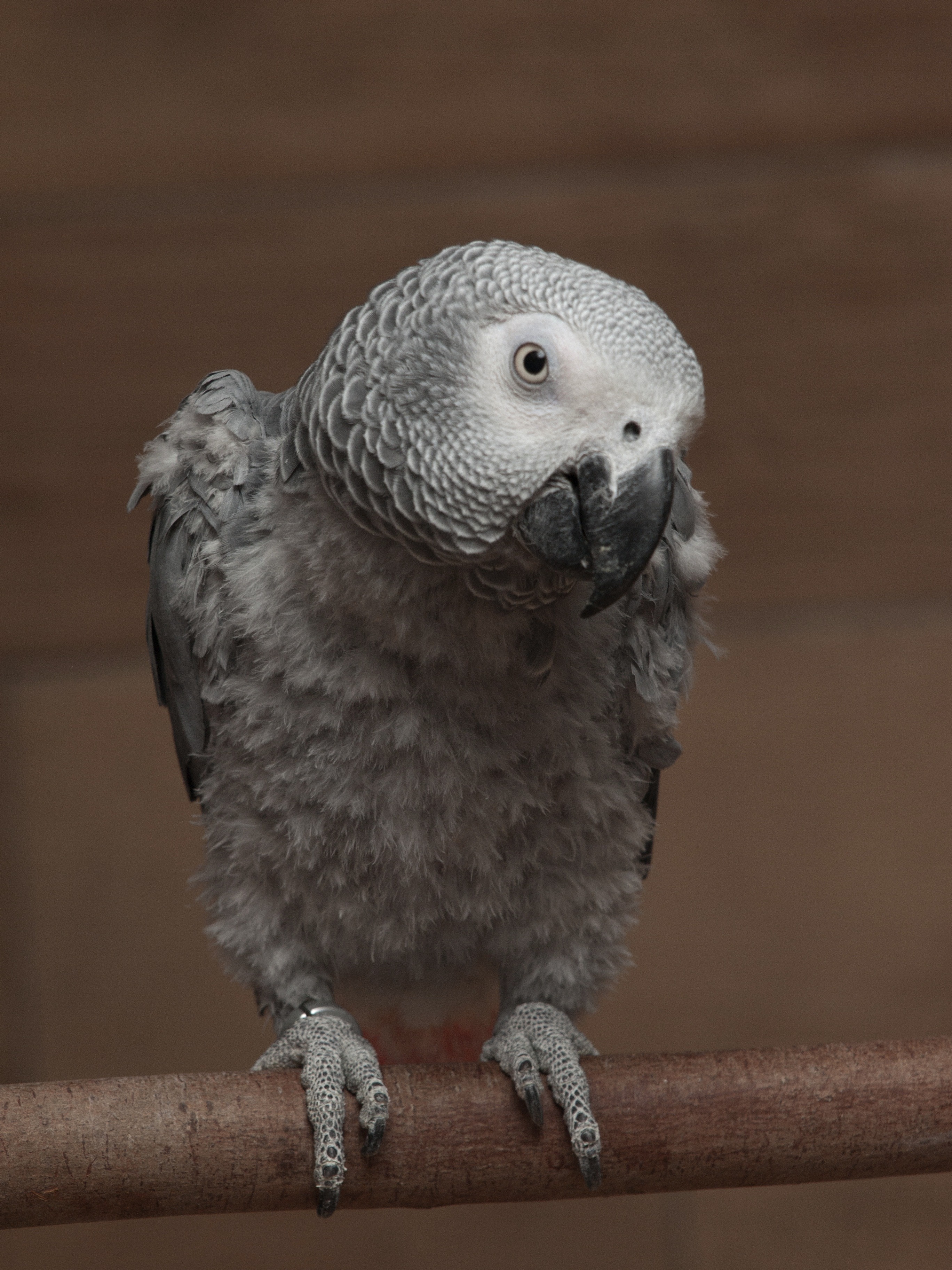 wood - material, 2K, african, focus on foreground, animal themes, close-up, one animal, perch, animals in the wild, indoors, no people, beak, beautiful, Phone HD Wallpaper