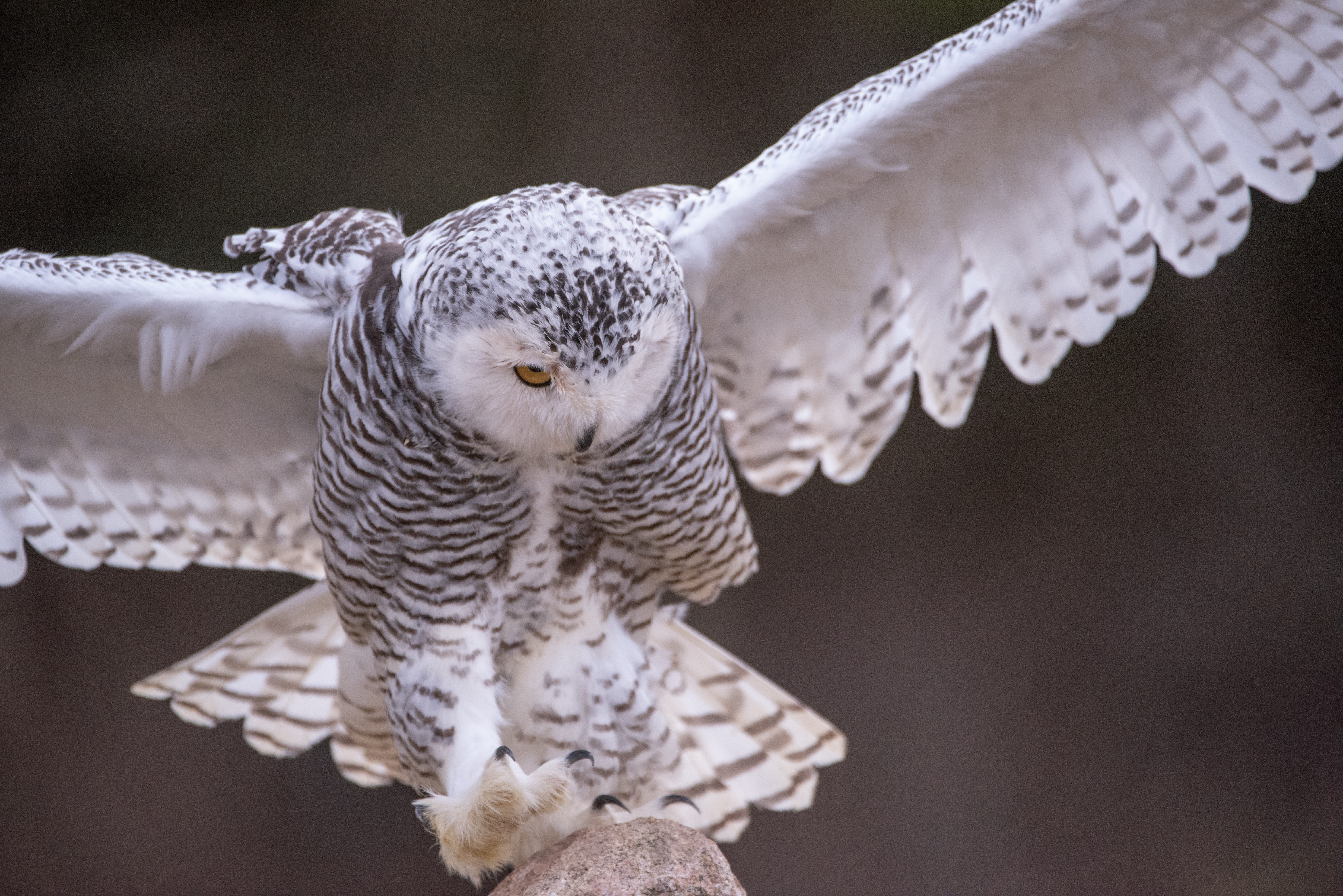 bird of prey, wildlife, white color, hawk, spread wings, poultry, 5K, flapping, vertebrate, kite bird, focus on foreground, feather, parrot, day, nature, HD Wallpaper