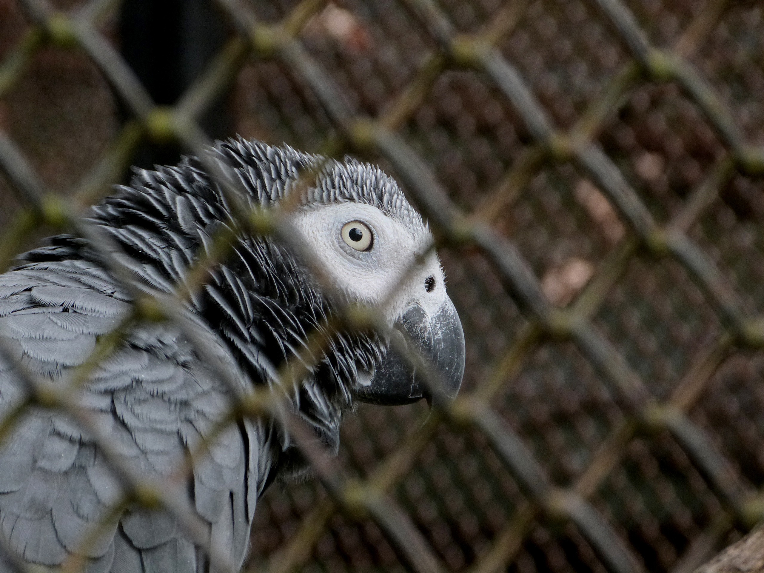 boundary, beak, animals in the wild, animal themes, birdcage, parrot, 2K, animal wildlife, day, animal head, gray parrot, psittacus erithacus, cage, one animal, HD Wallpaper