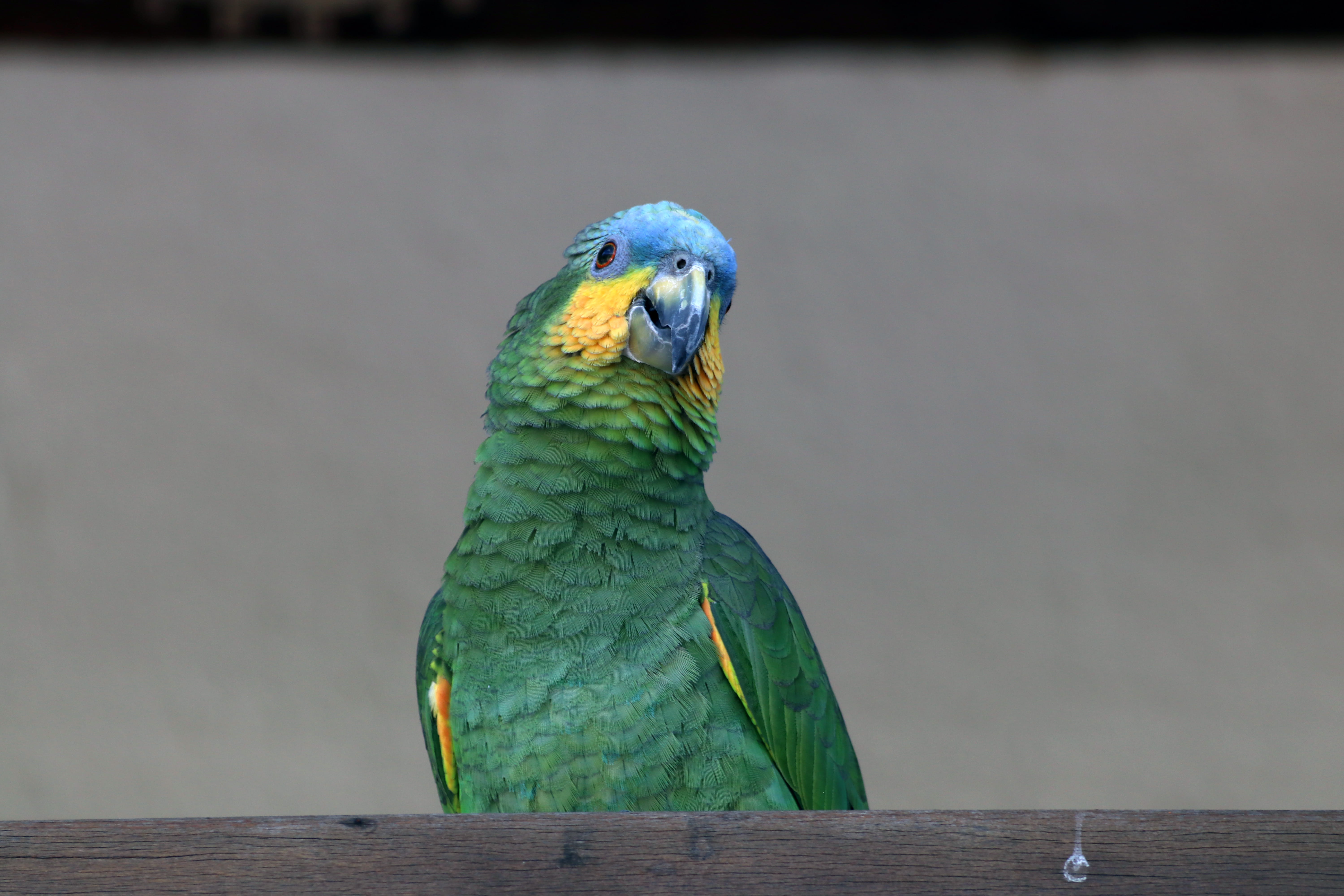 eating, table, green color, finch, one animal, animal wildlife, duck, parakeet, food, perching, veins, blue, rust, desktop background, HD Wallpaper