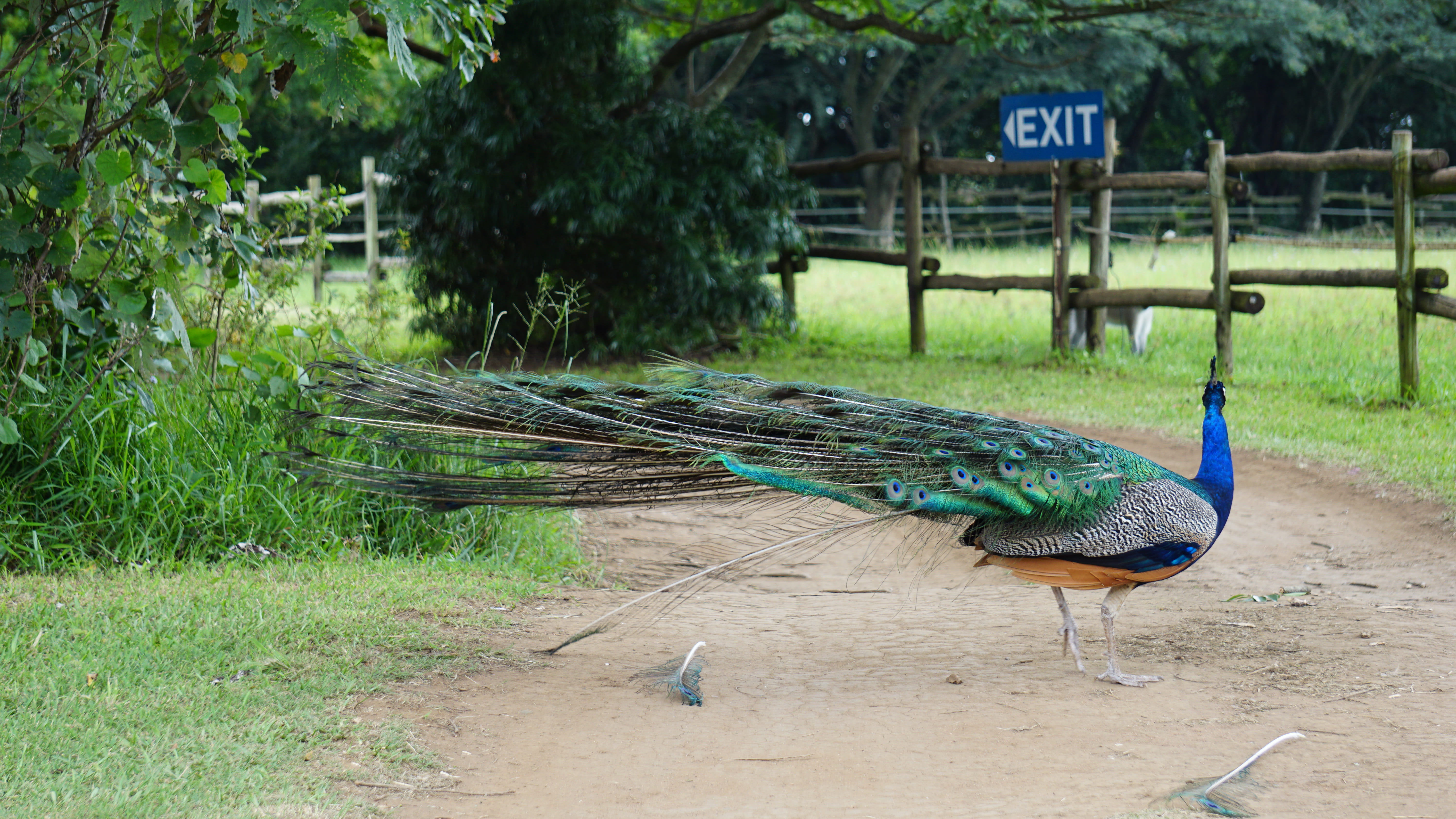 green color, grass, pheasant, peacock, agelaius, animal themes, field, growth, animal, hawk, no people, kiwi bird, bird, land, animals in the wild, zoo, HD Wallpaper
