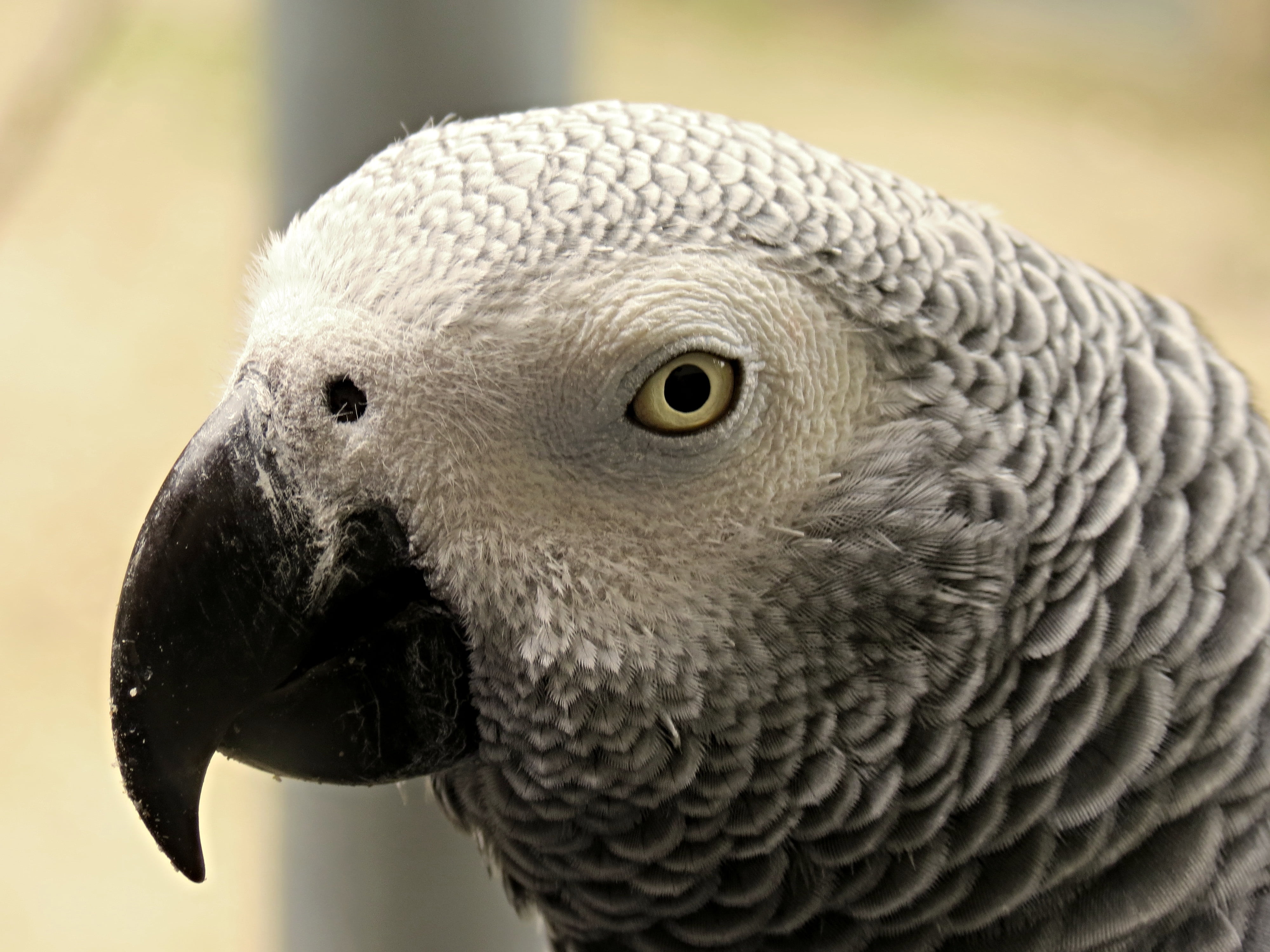 look, gray, view, no people, animal portrait, animal wildlife, bird of prey, close-up, animal, african, nature, close, plumage, one animal, beak, bird, HD Wallpaper