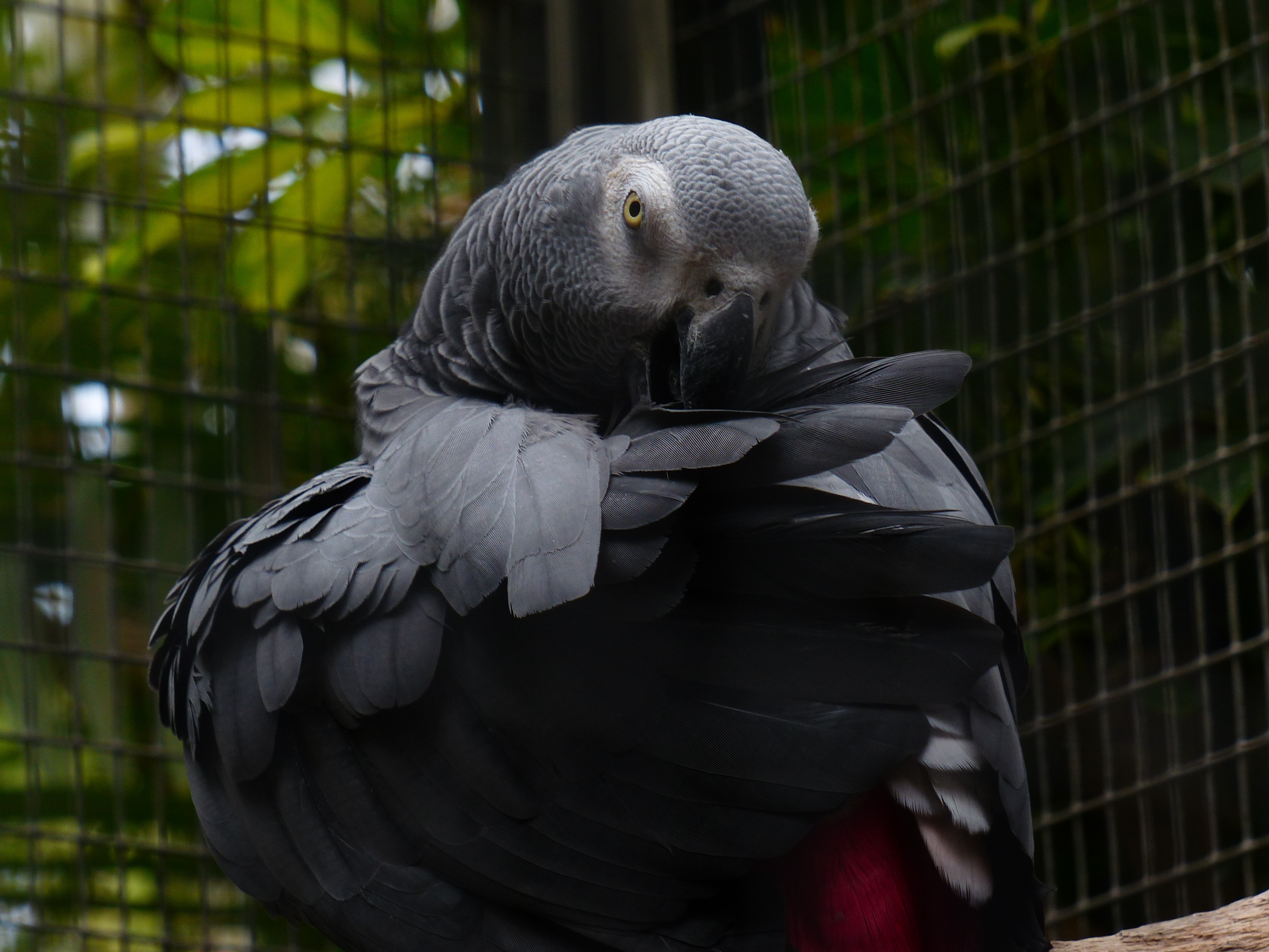 psittacus erithacus, animal wildlife, metal, real parrot, animals in captivity, day, birdcage, no people, psittacidae, parrot, focus on foreground, animal, HD Wallpaper
