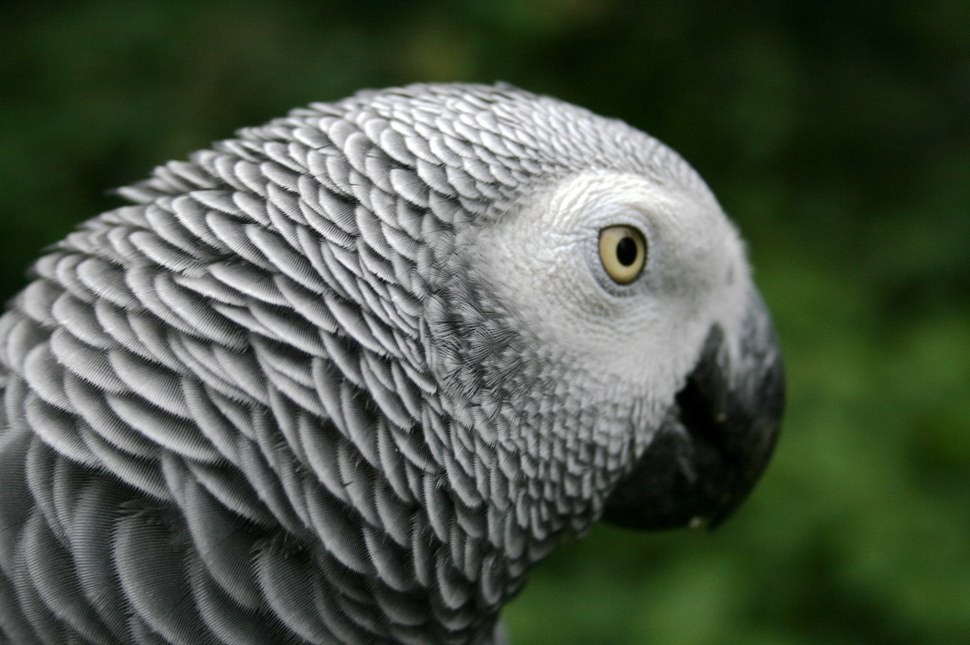 African Grey Parrot, 1080P, Birds, HD Wallpaper