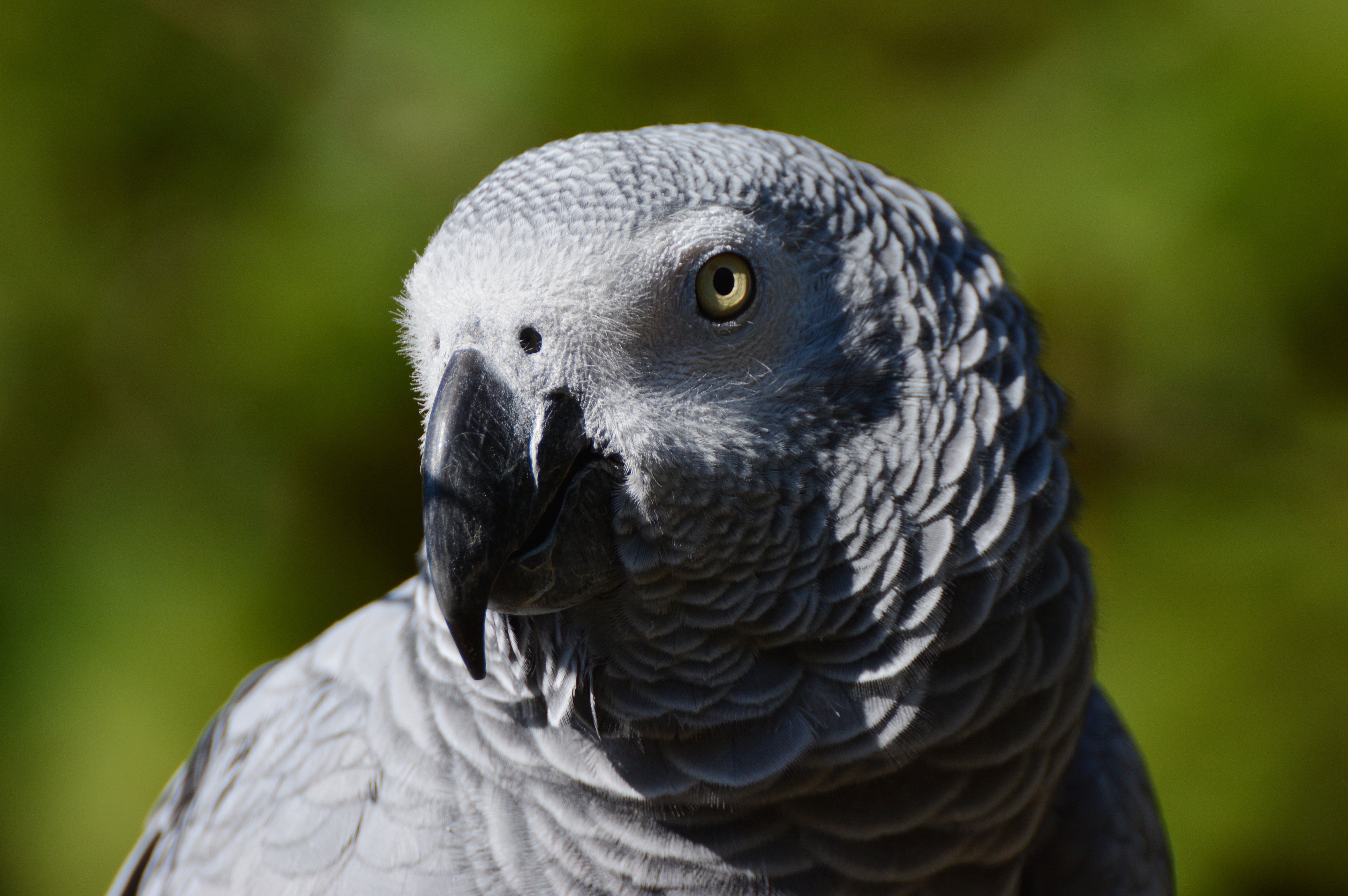 beak, bird, 5K, parrot, african, HD Wallpaper