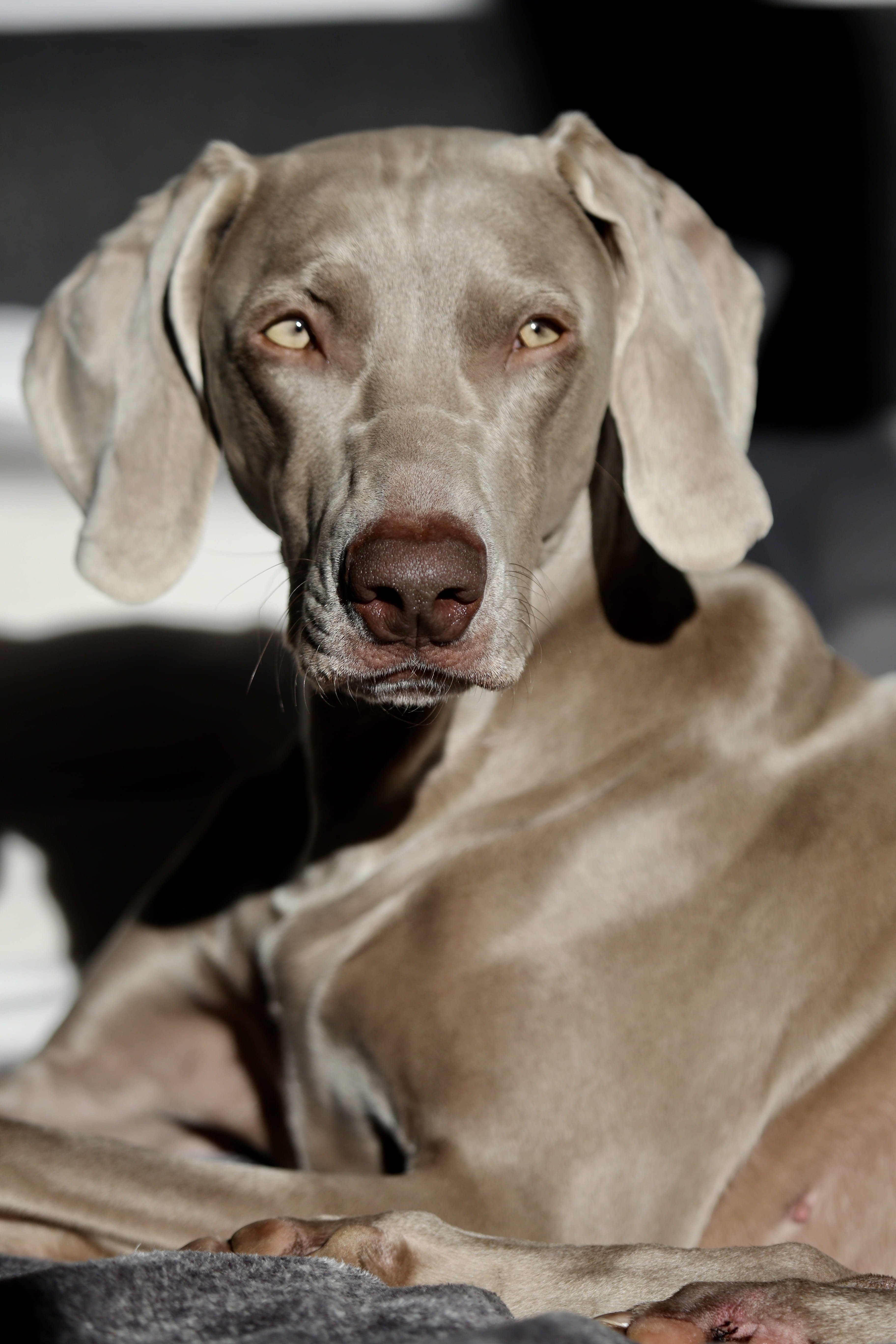 adult, animal nose, looking at camera, mammal, veterinarian, puppy, labrador retriever, domestic animals, great dane, pointer, vertebrate, dog, domestic, Phone HD Wallpaper