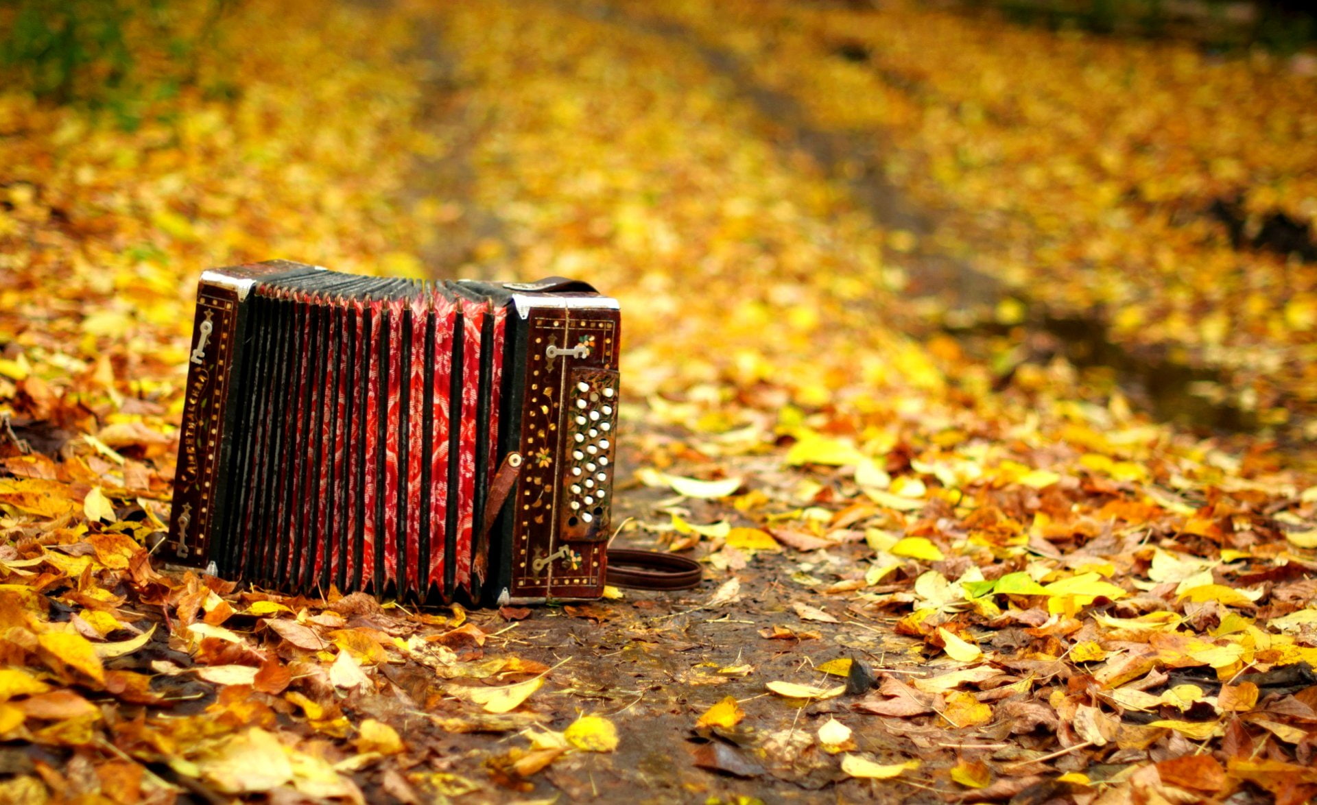 Season, Leaf, Nature, Mood, 1080P, Music, Fall, Accordion, HD Wallpaper