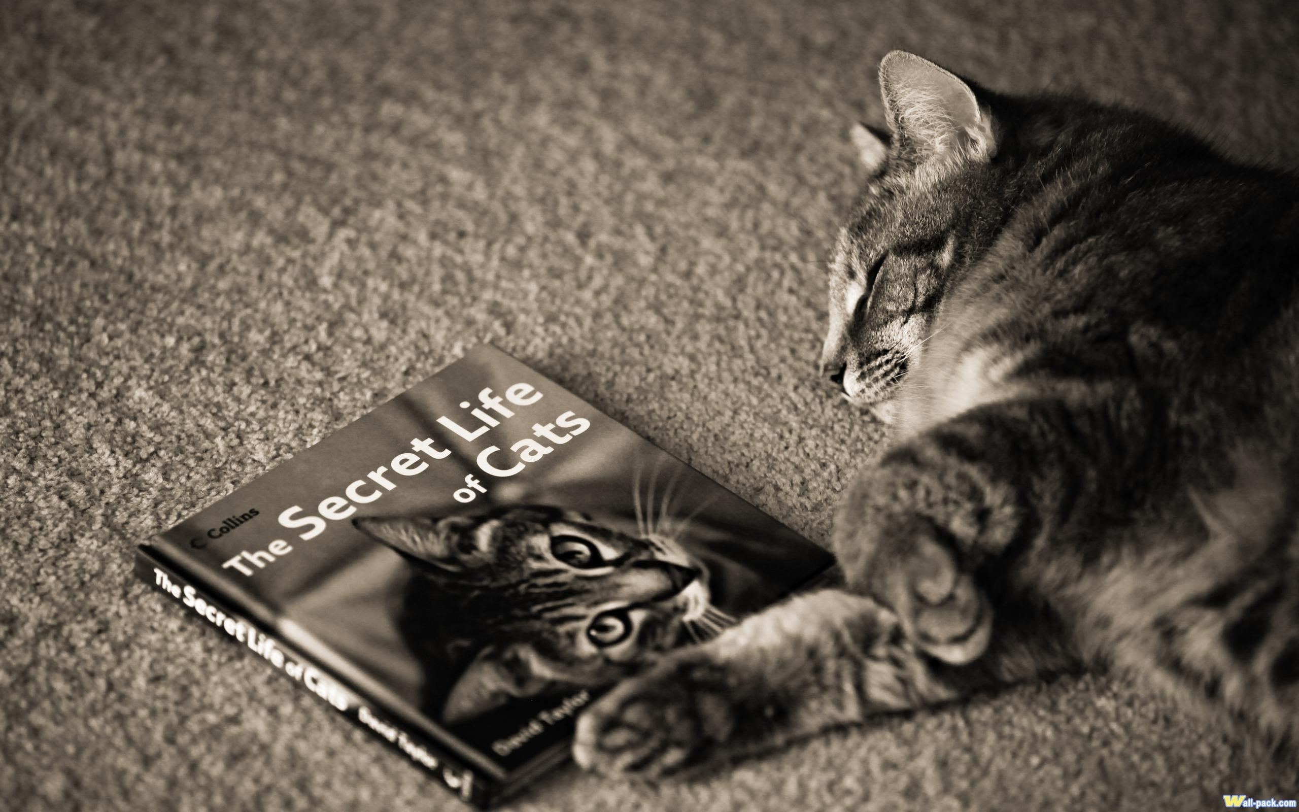 animals, reading, life, cute, cat, book, 2K, tabby, HD Wallpaper