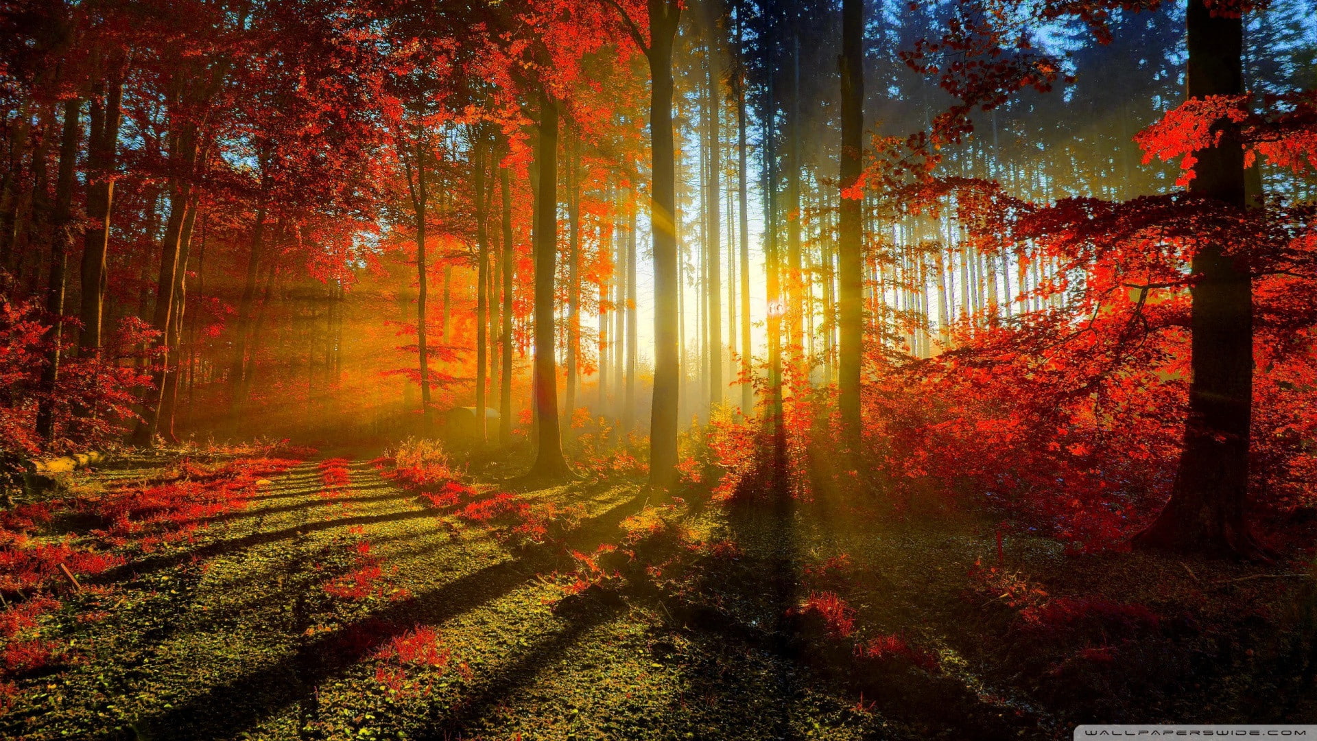 tree, Forest, 4k nature walls, 1080P, autumn, path, fall, nature, 1920x1080, HD Wallpaper