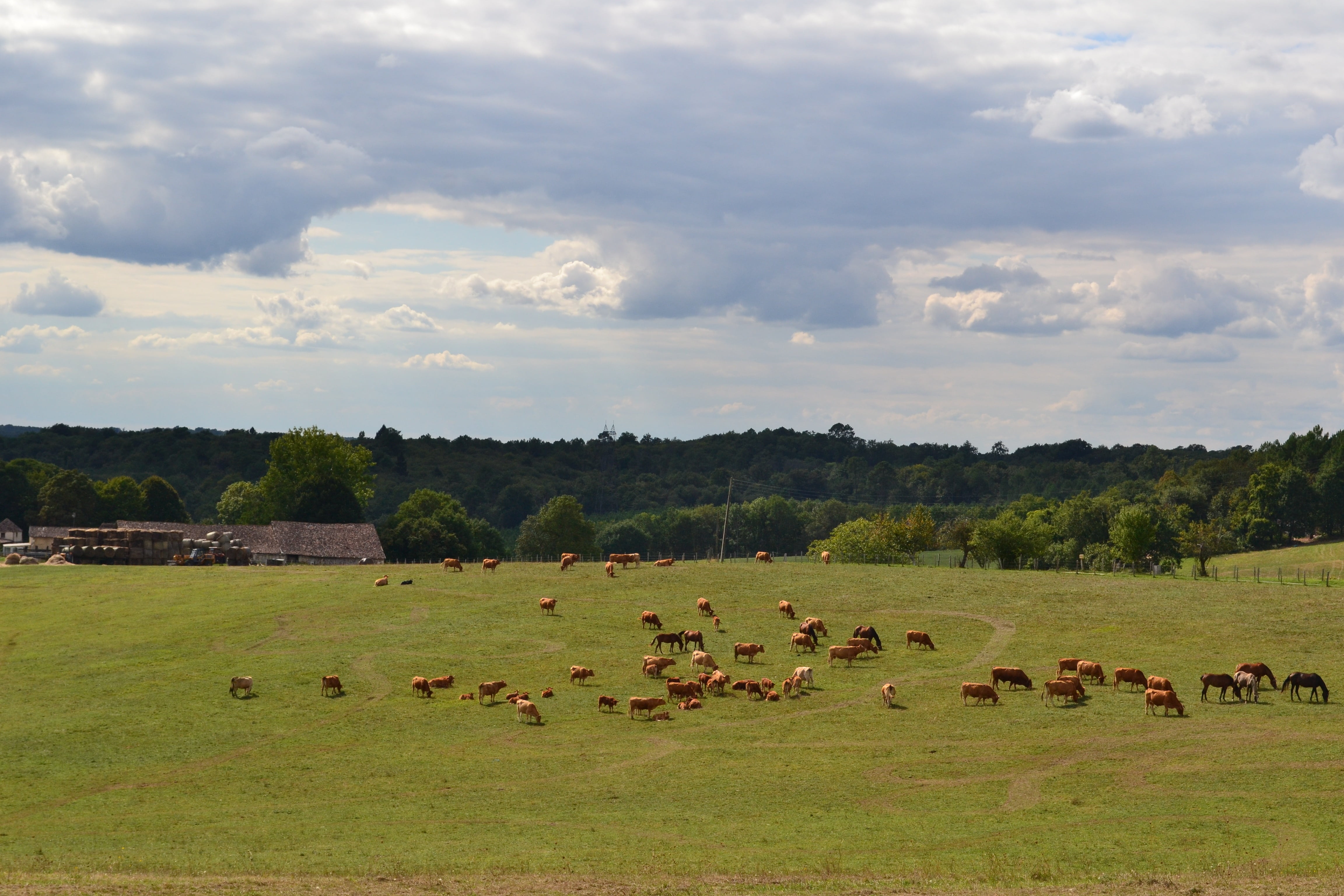 outdoors, cloud - sky, prairie, grass, meadow, 4K, environment, pre, field, rural Scene, clouds, group of animals, animal wildlife, grazing, animal, horses, HD Wallpaper