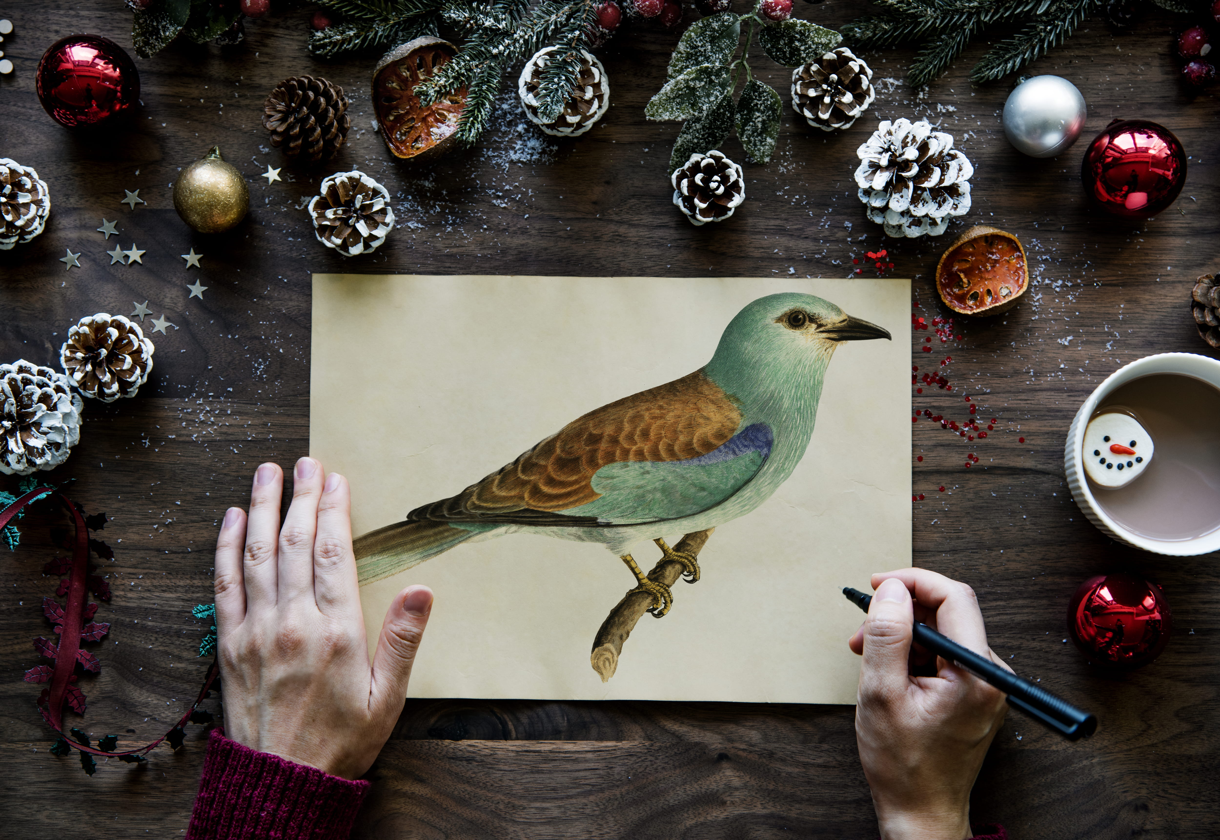 human hand, women, person, hand, green, hands, food, finger, one person, one animal, pinecones, body part, pen, drawing, animal wildlife, brown, animals in the wild, HD Wallpaper