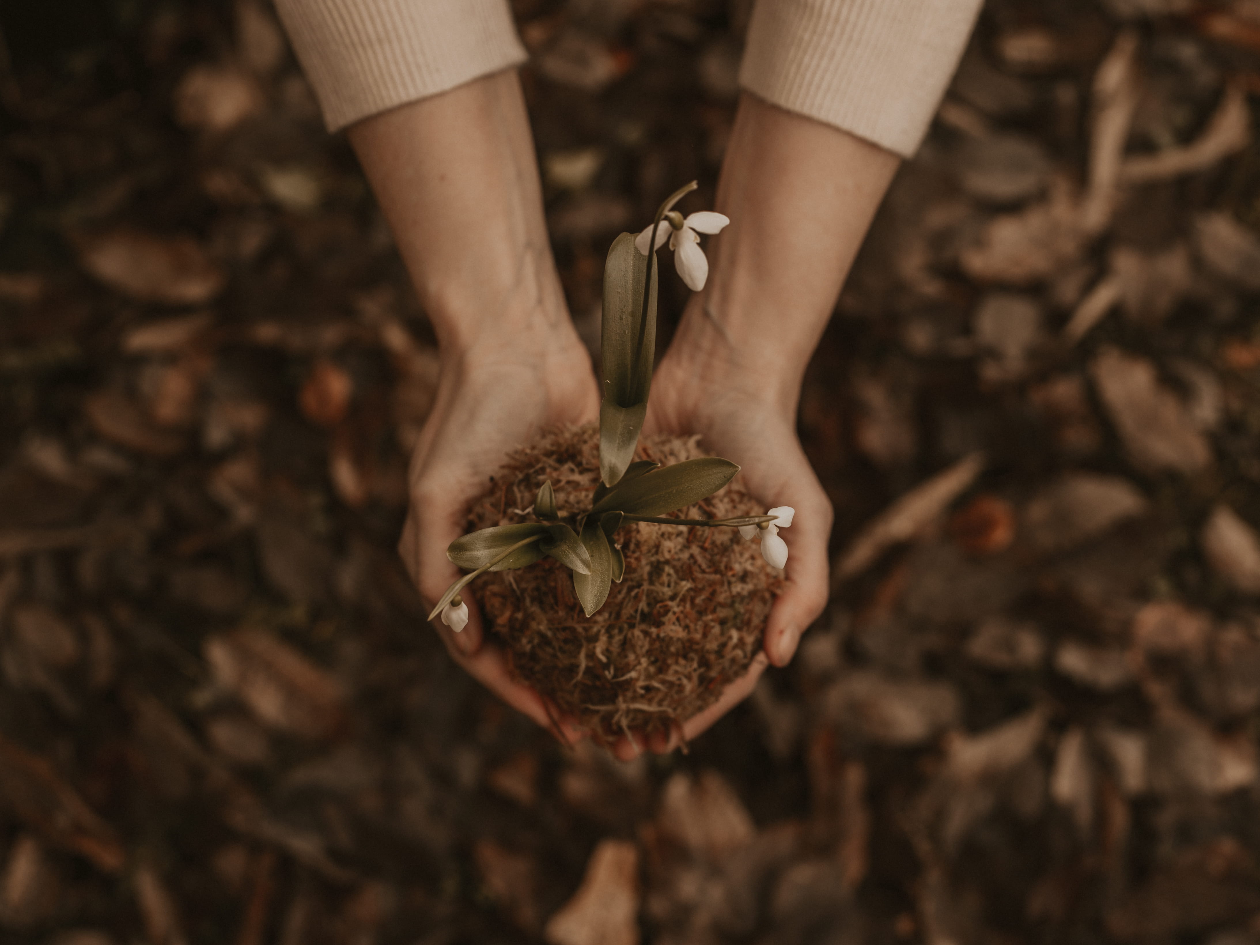 dark, outdoors, flora, nature, woman, food and drink, wood, selective focus, human body part, flowers, freshness, holding, cultivation, day, brown, artsy, HD Wallpaper