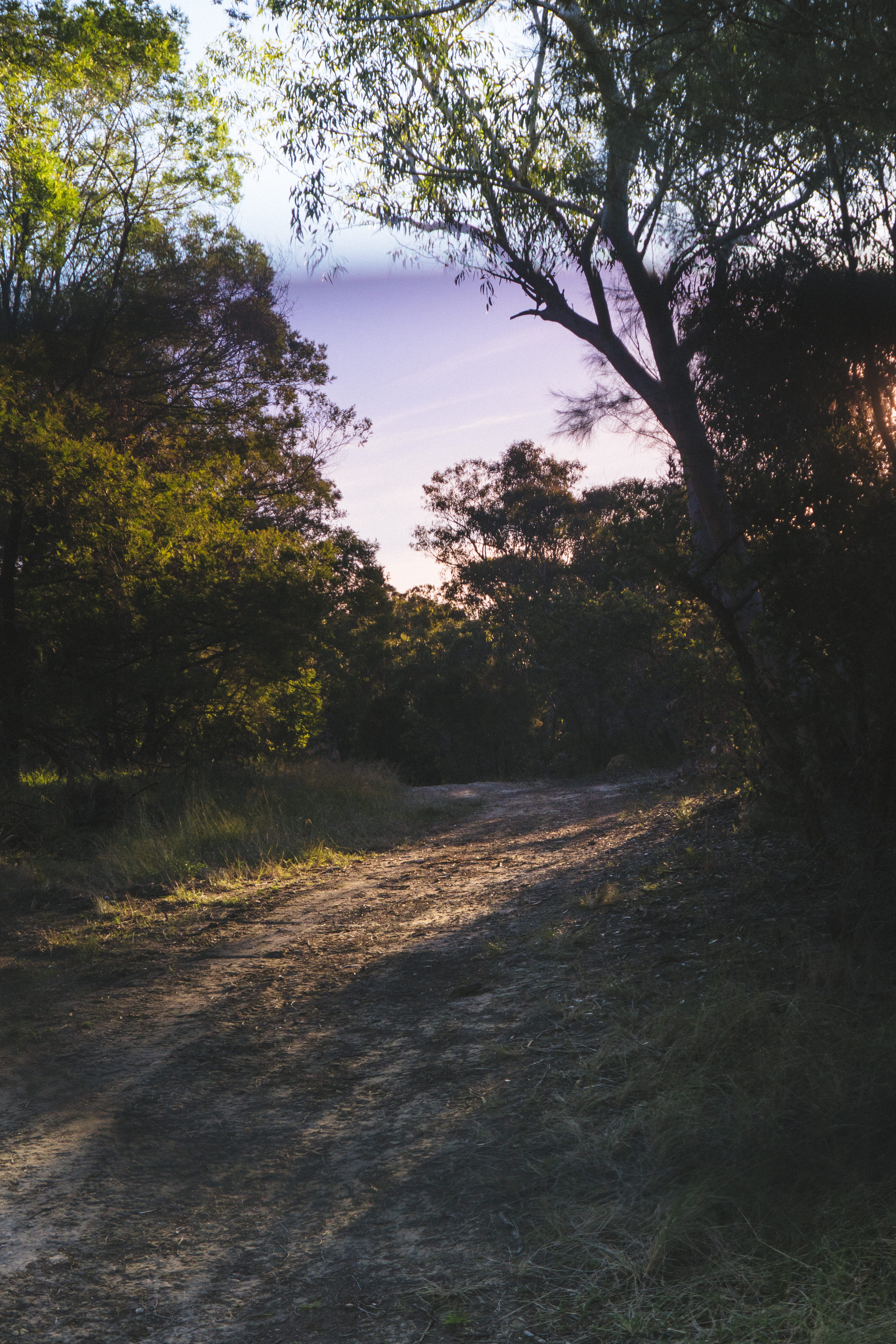 land, grass, path, sunglasses, non-urban scene, sky, direction, forest, tree, outdoors, plant, jungle, field, the way forward, day, road, beauty in nature, Phone HD Wallpaper