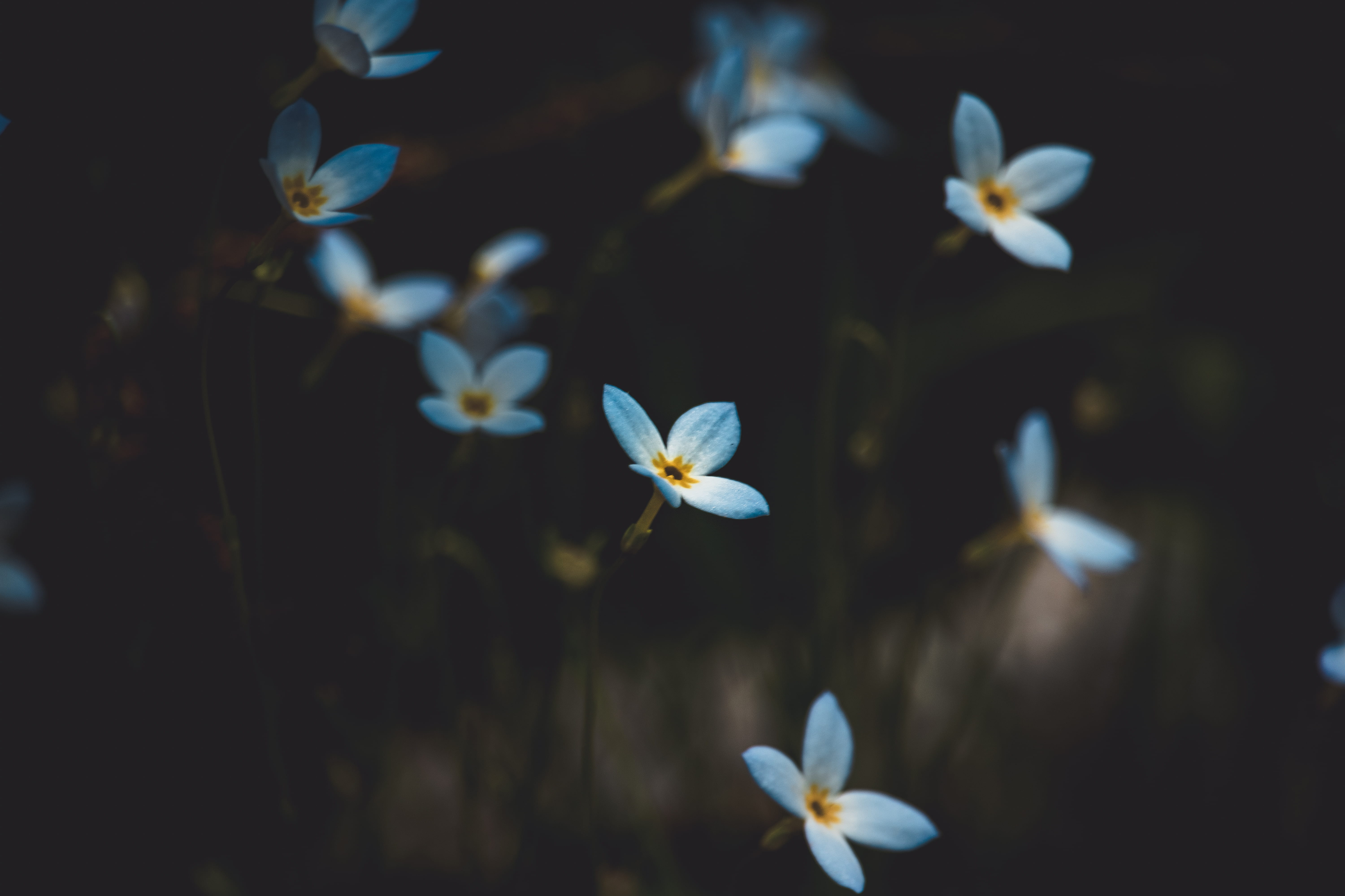 spring, artsy, blur, macro, freshness, white color, flowers, petal, shallow, flowering plant, close-up, plant, selective focus, focus on foreground, flower, HD Wallpaper